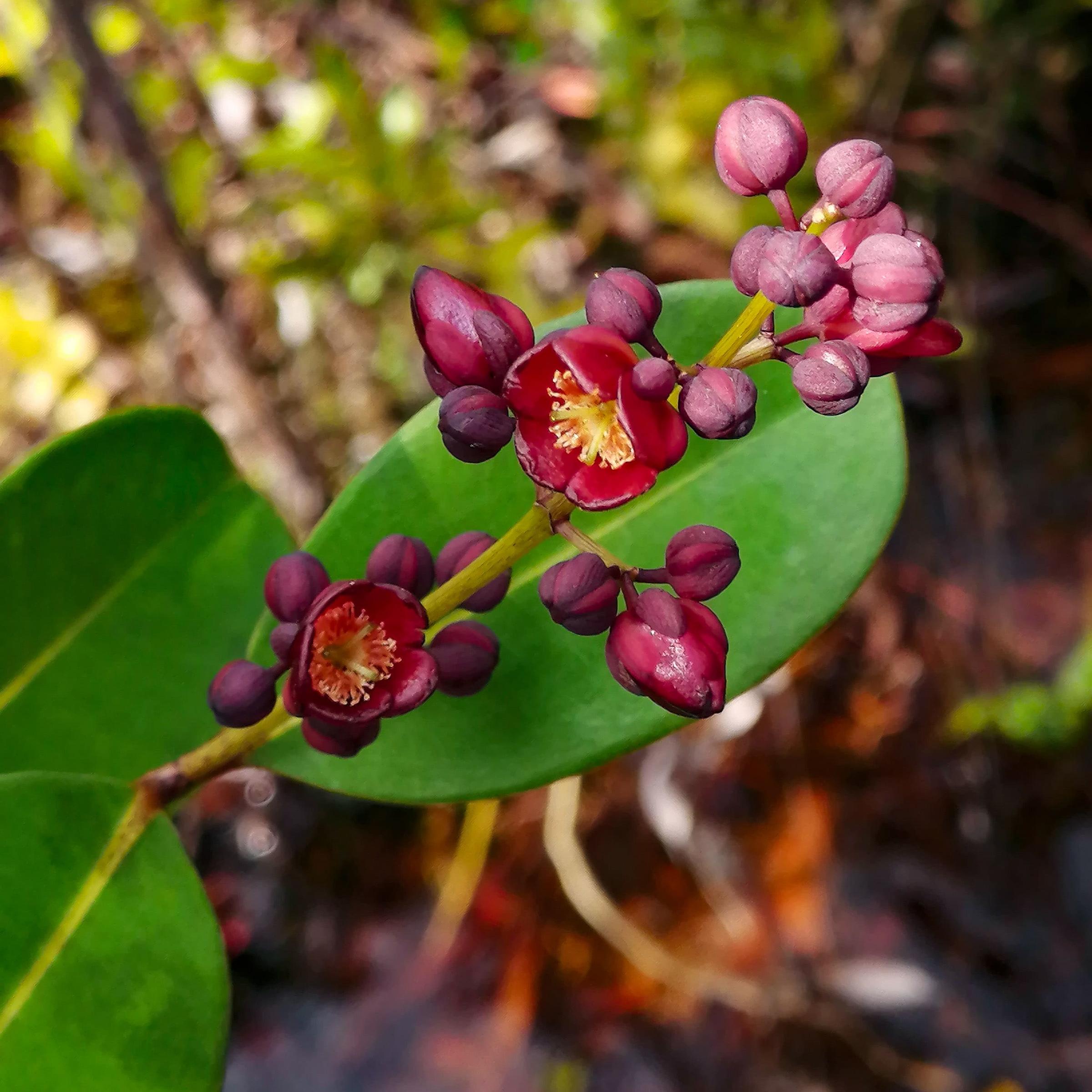 Tropical plant in Borneo