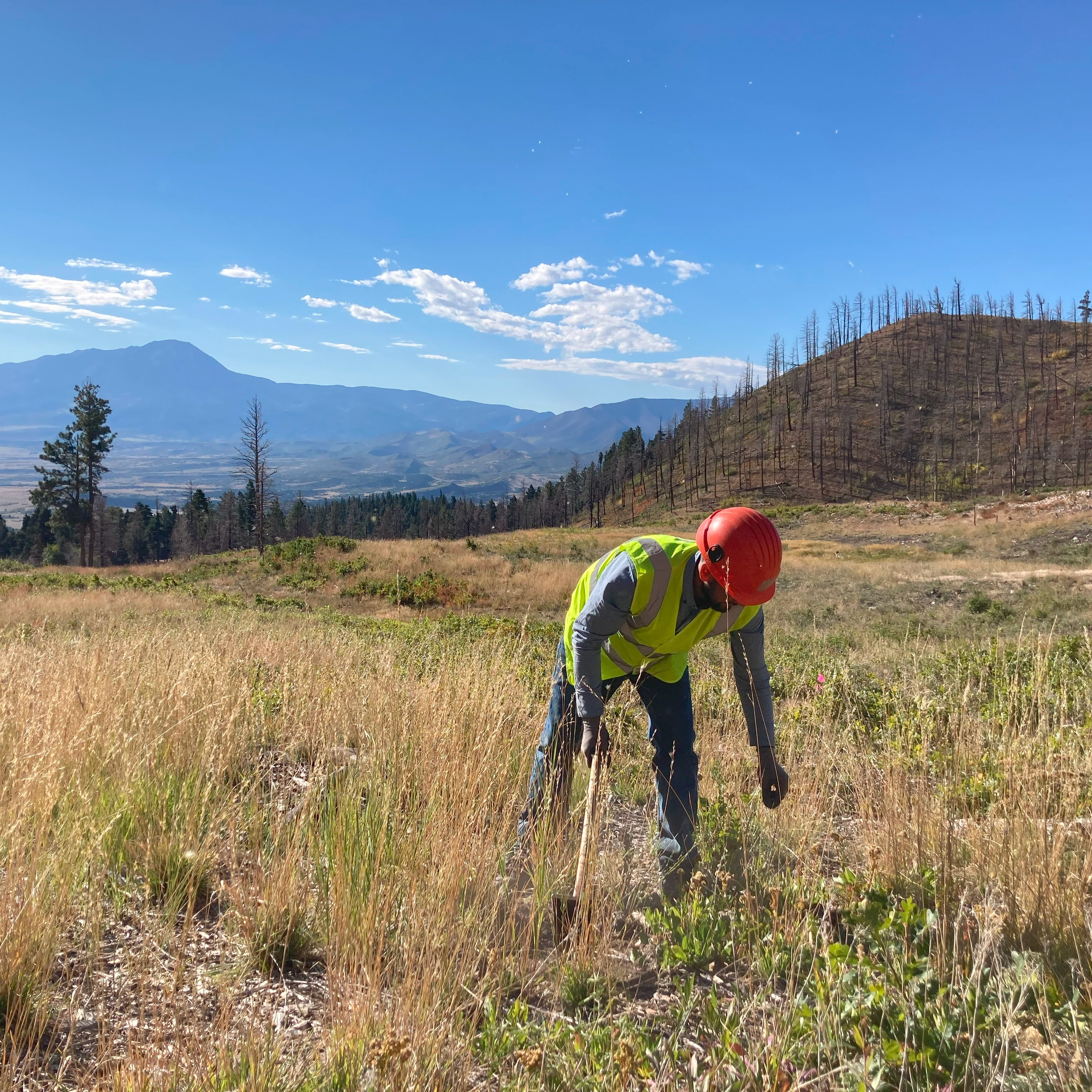Workers planting trees on reforestation project in the US