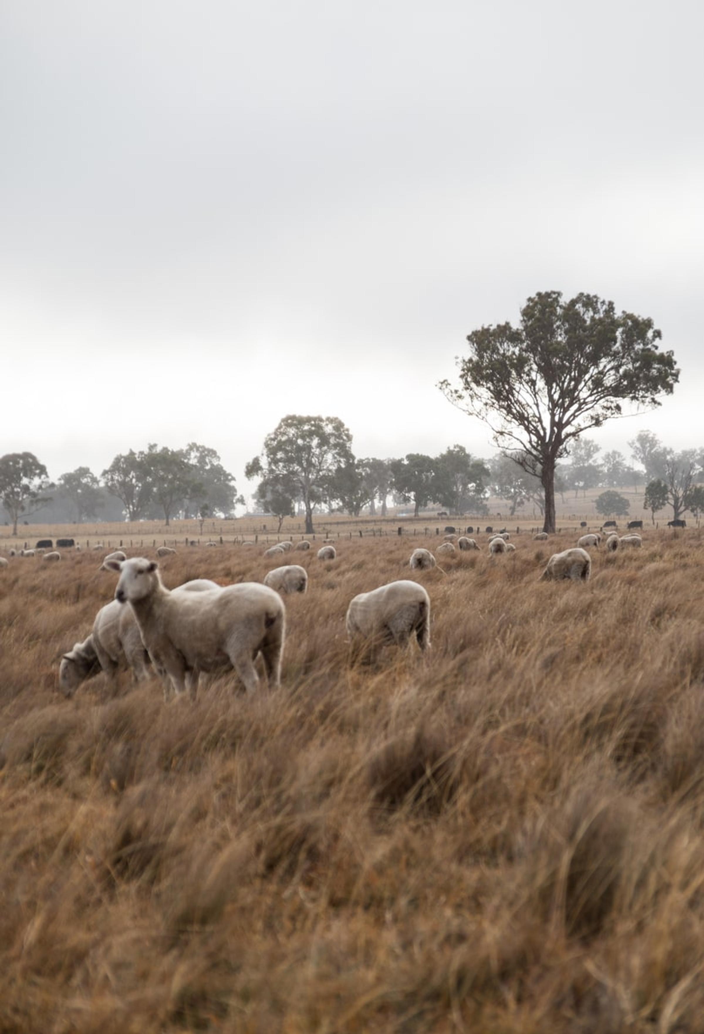 sheep in field