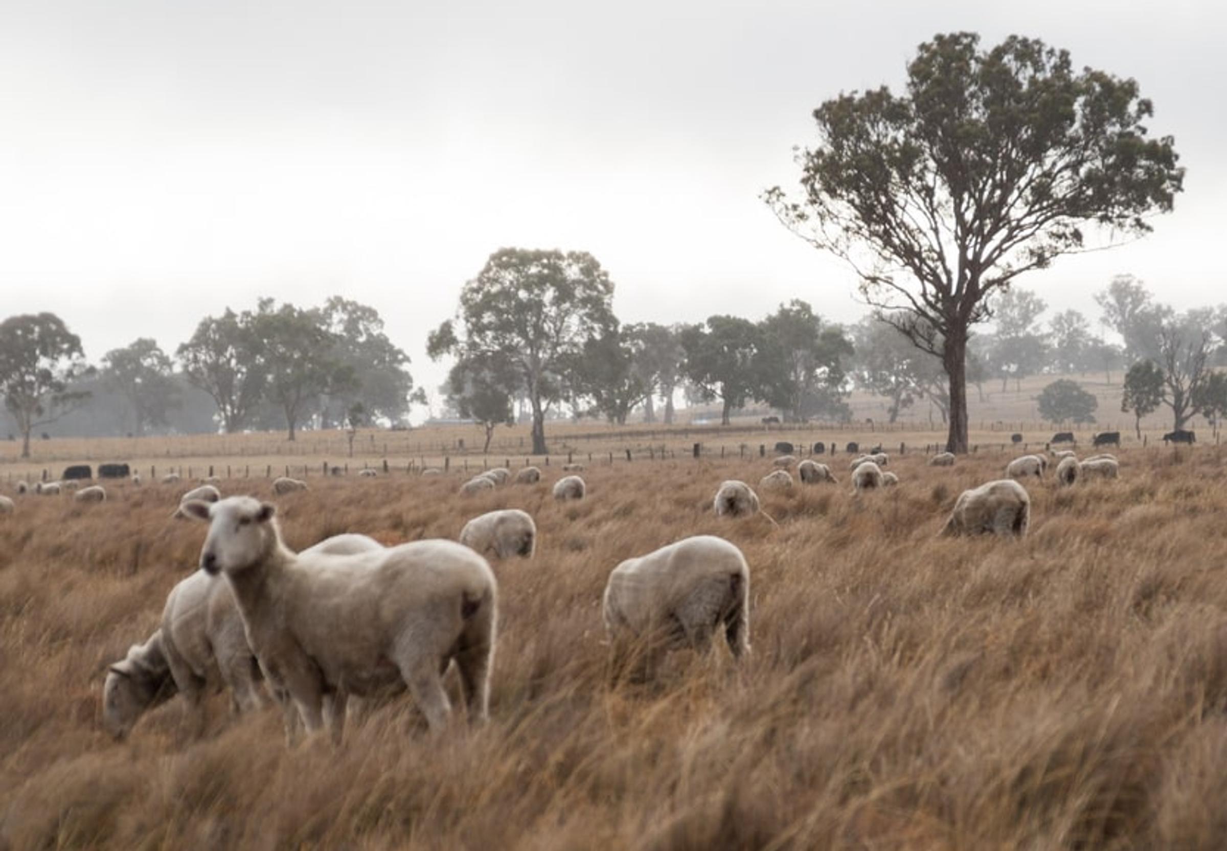 sheep in field