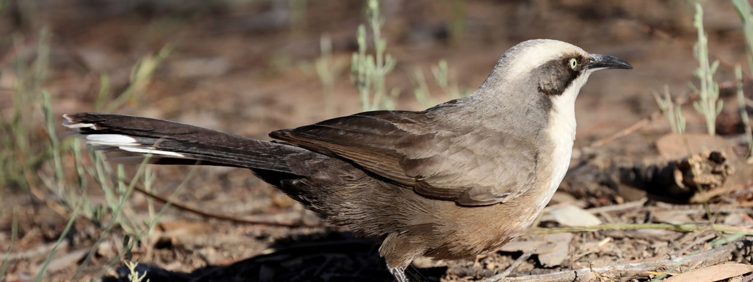 Grey crowned babbler