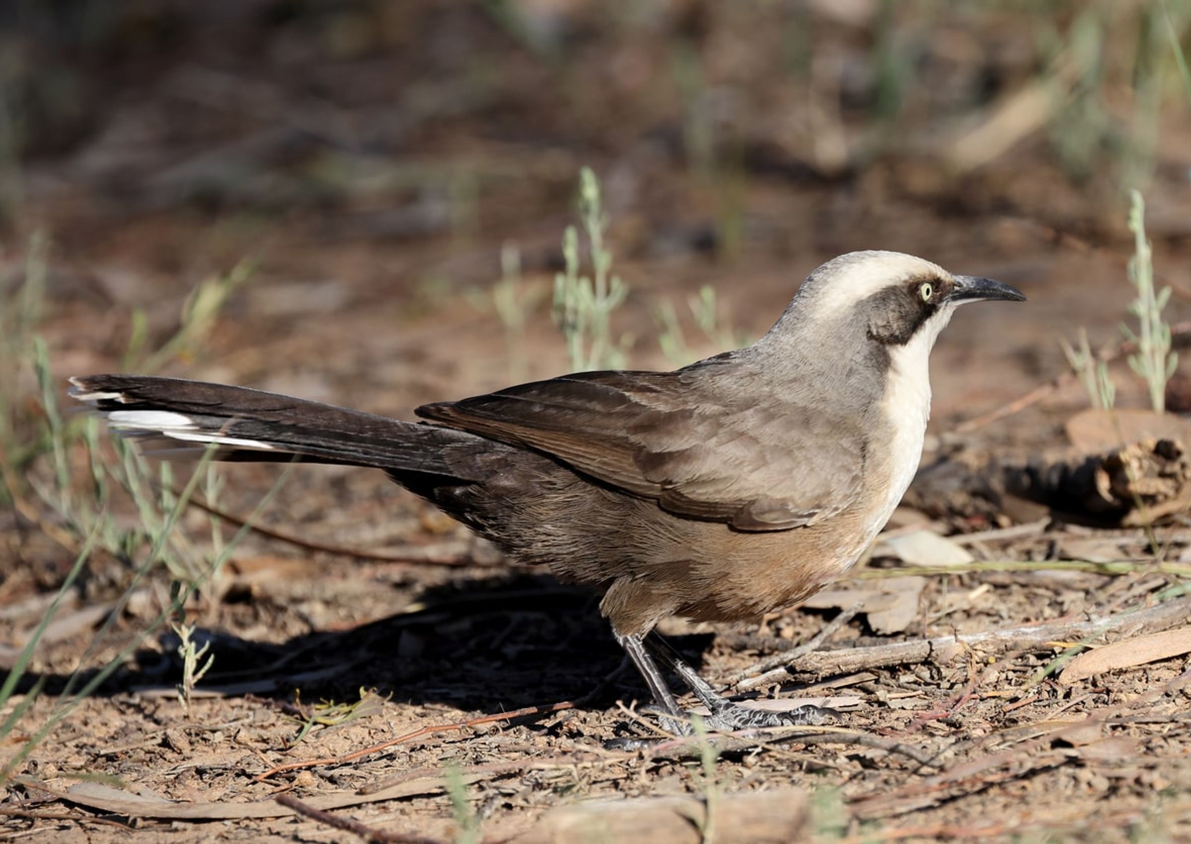 Grey crowned babbler