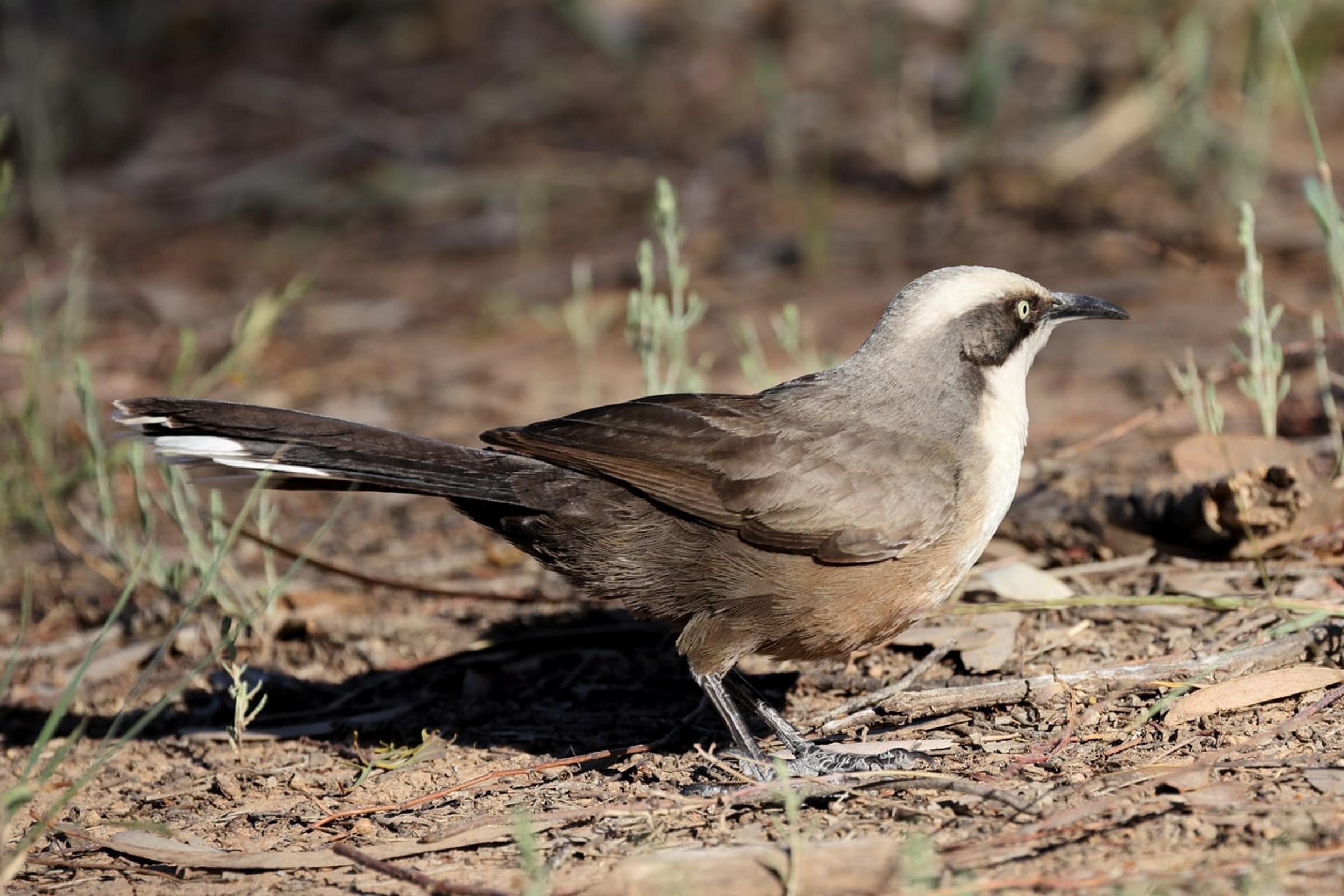 Grey-crowned babbler