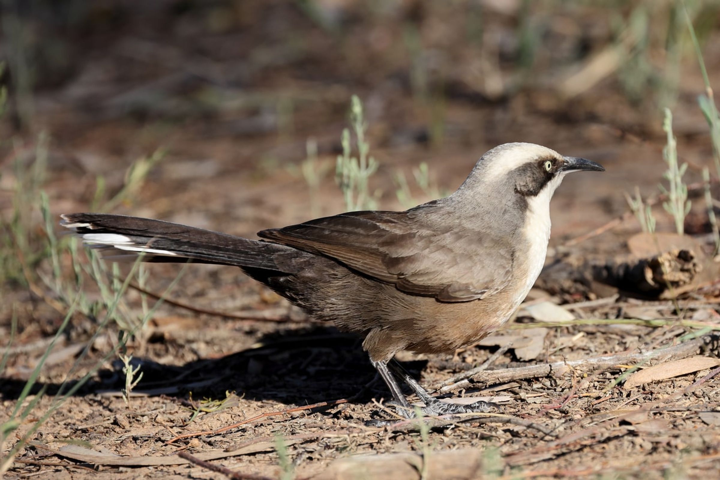 Grey crowned babbler