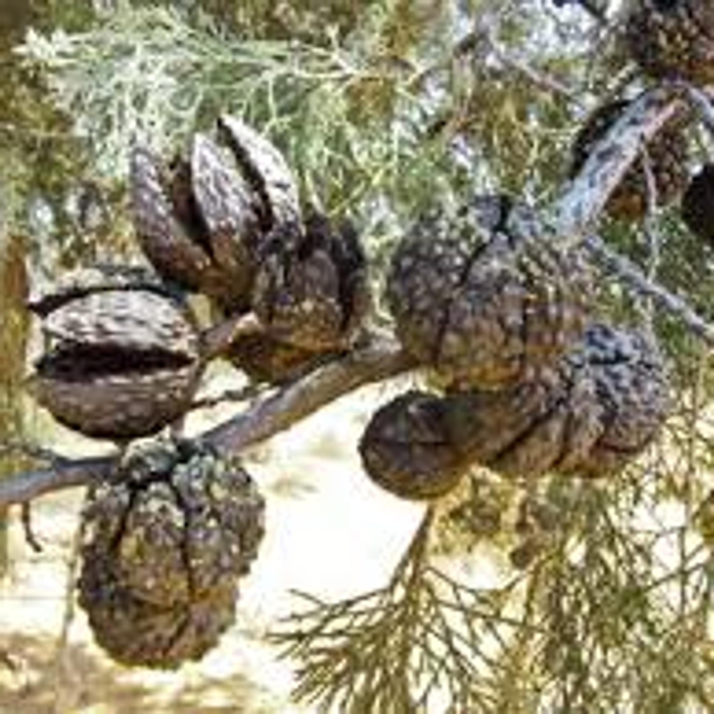 Callitris verrucosa