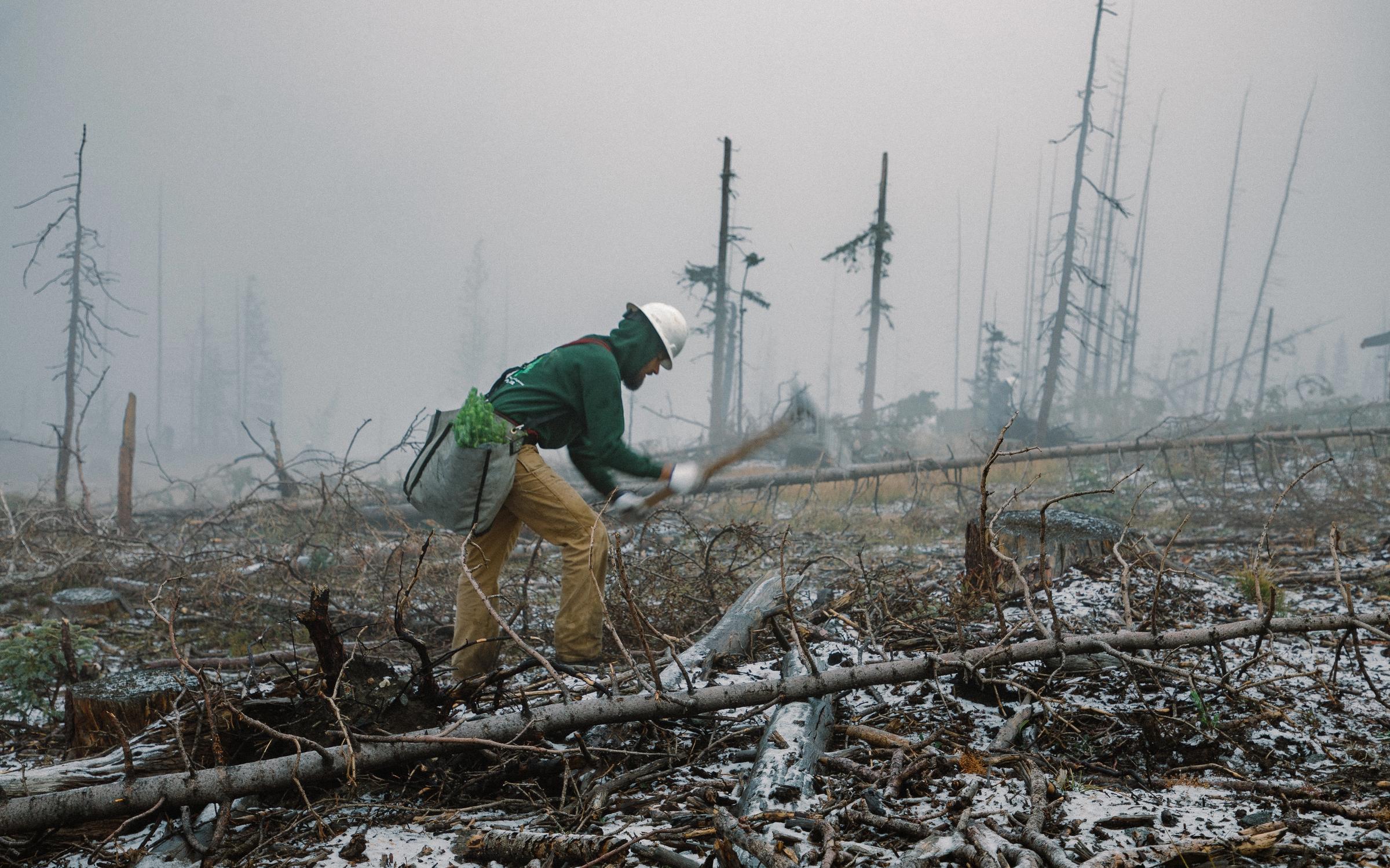 Man working on a burnt forest
