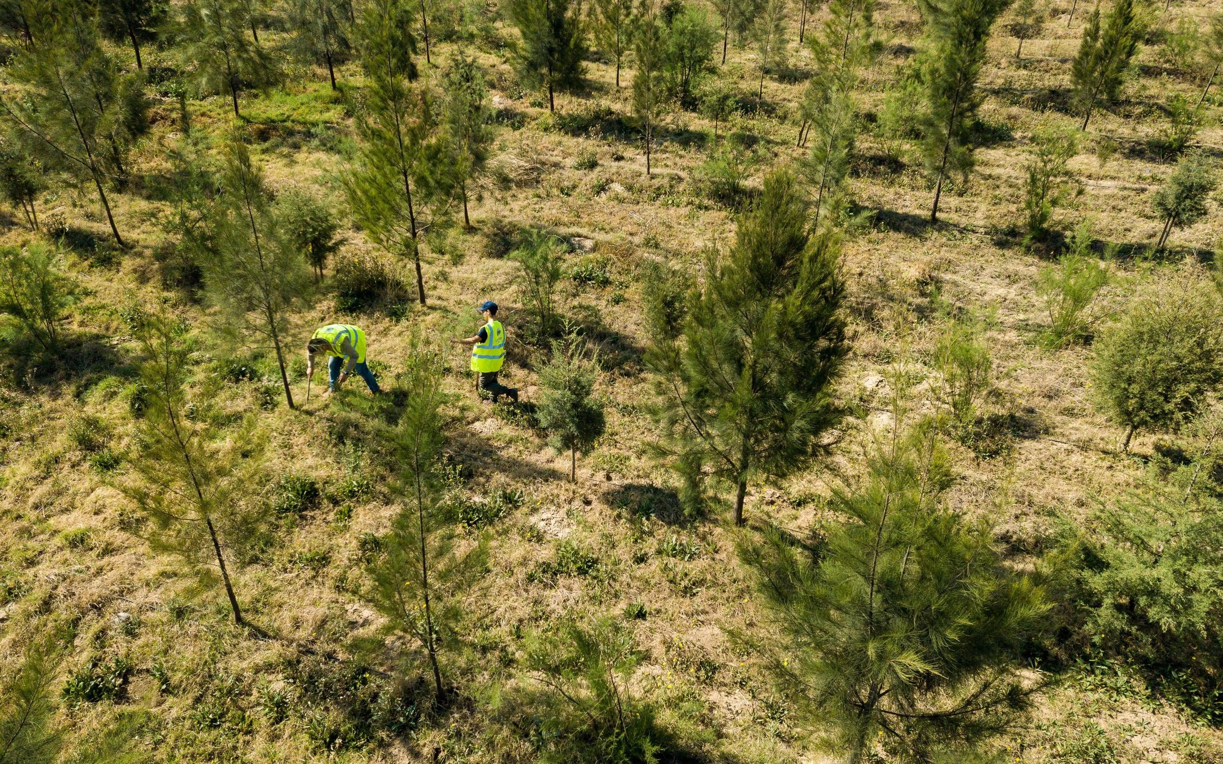 Birds eye view of restoration sit