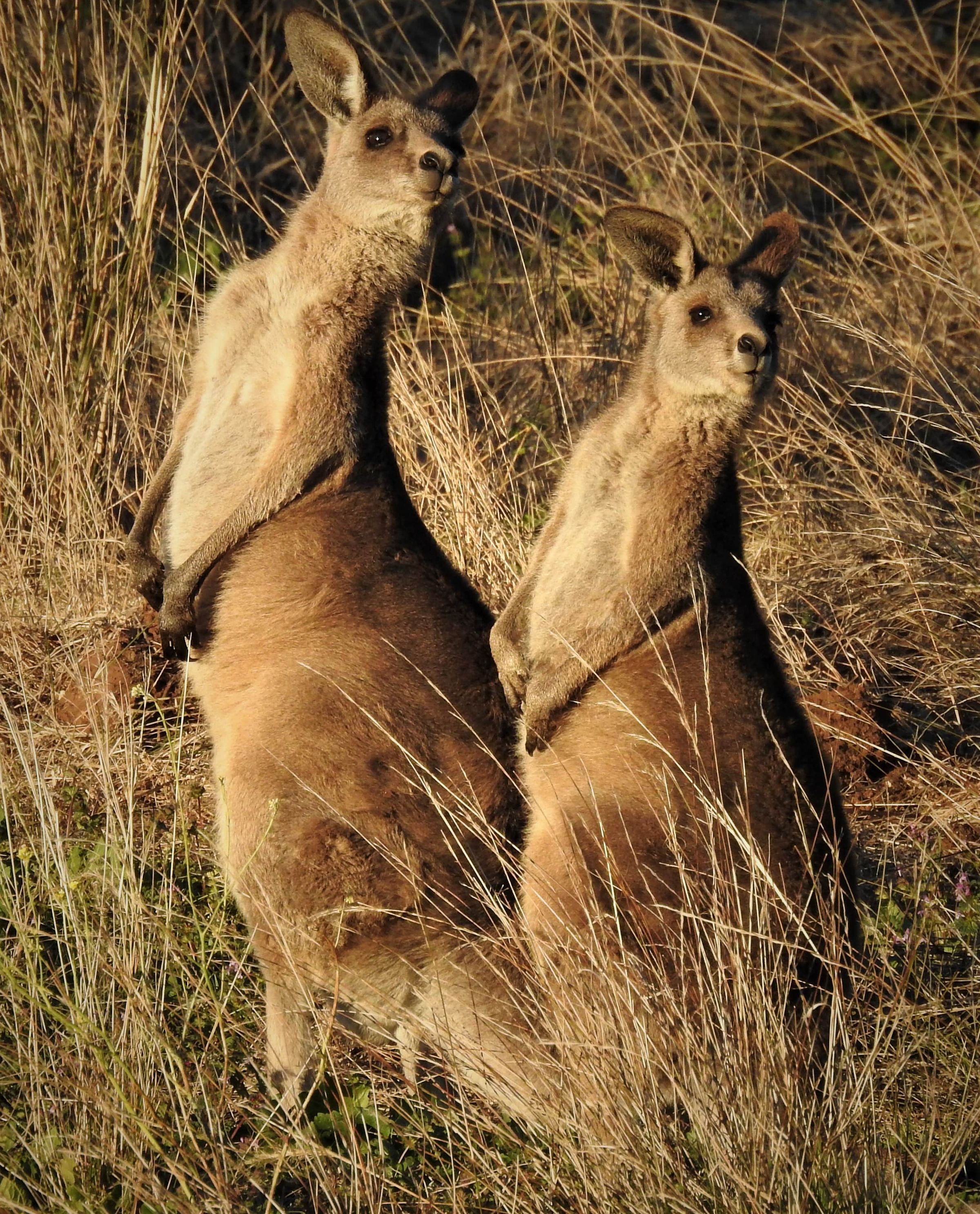 Two eastern grey kangaroos