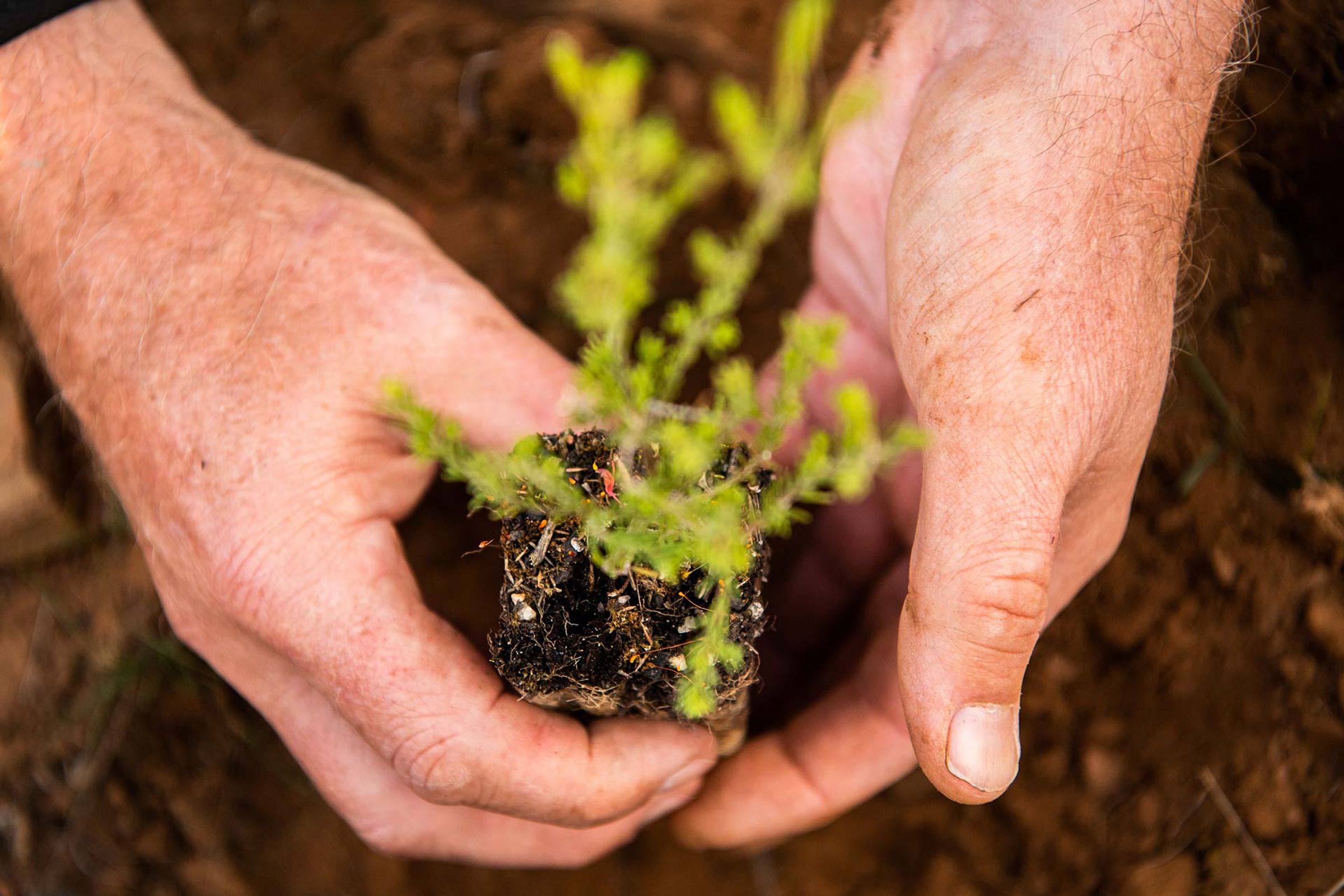 planting