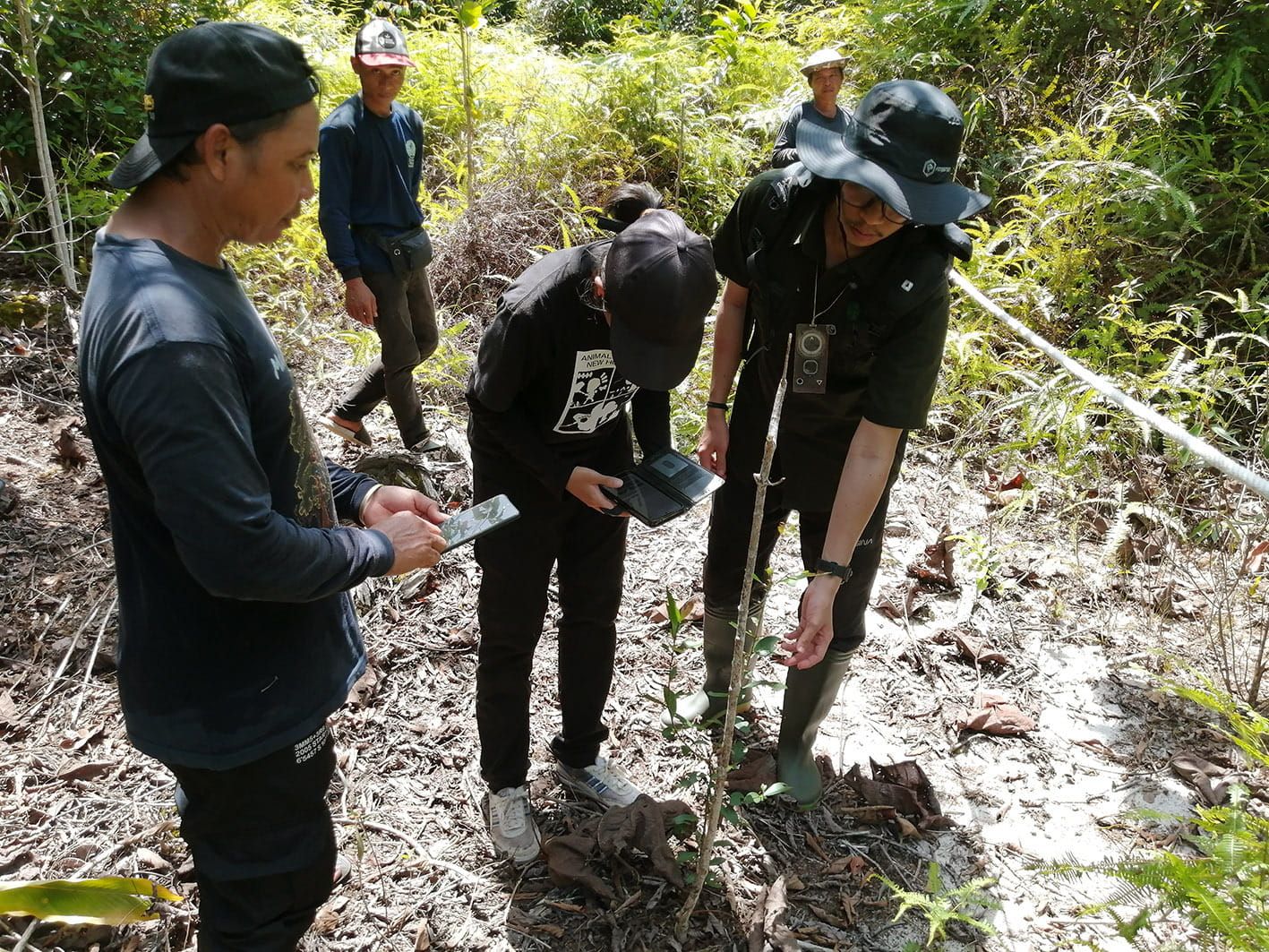 Monitoring forest growth in Indonesia restoration project