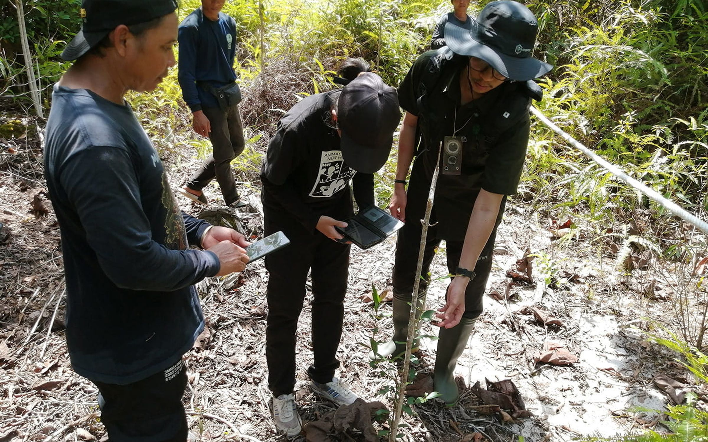 Measuring tree growth in Borneo