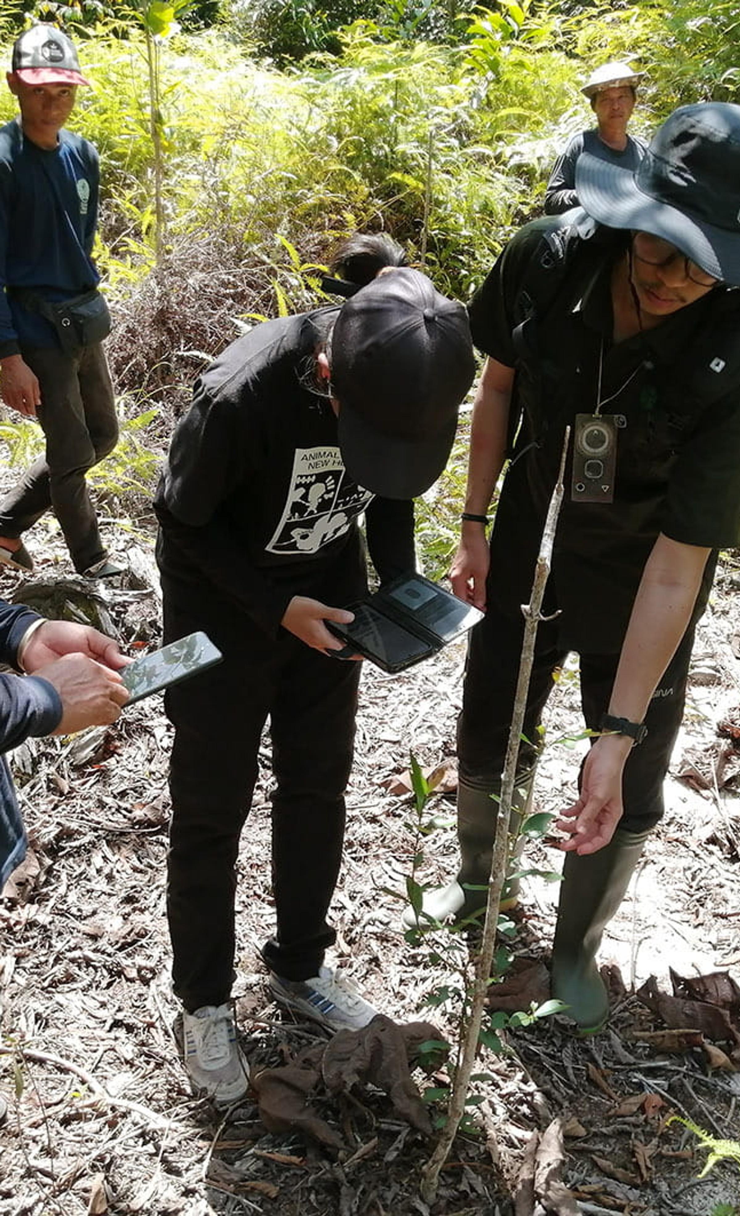 Monitoring forest growth in Indonesia restoration project