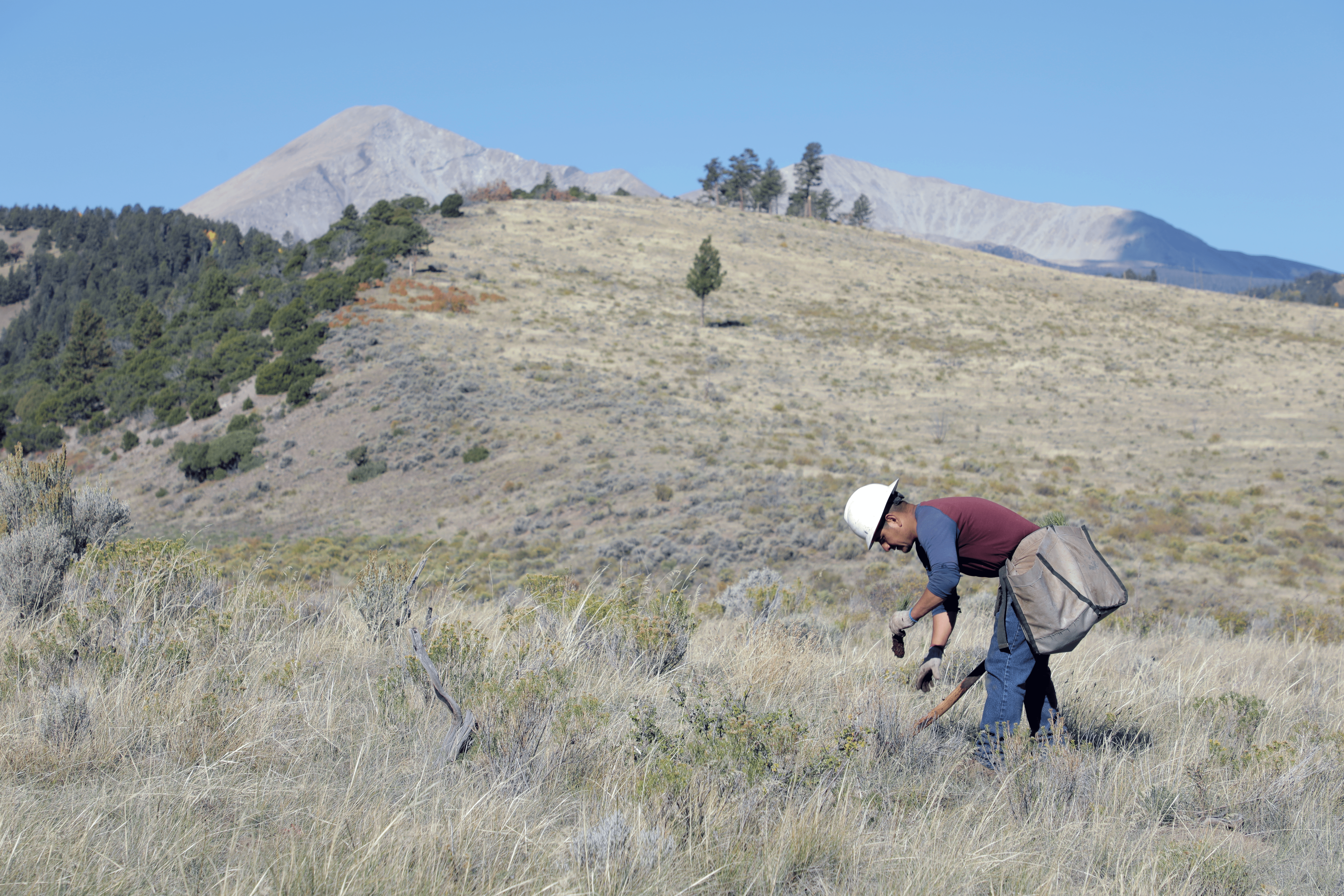Forestry worker planting trees