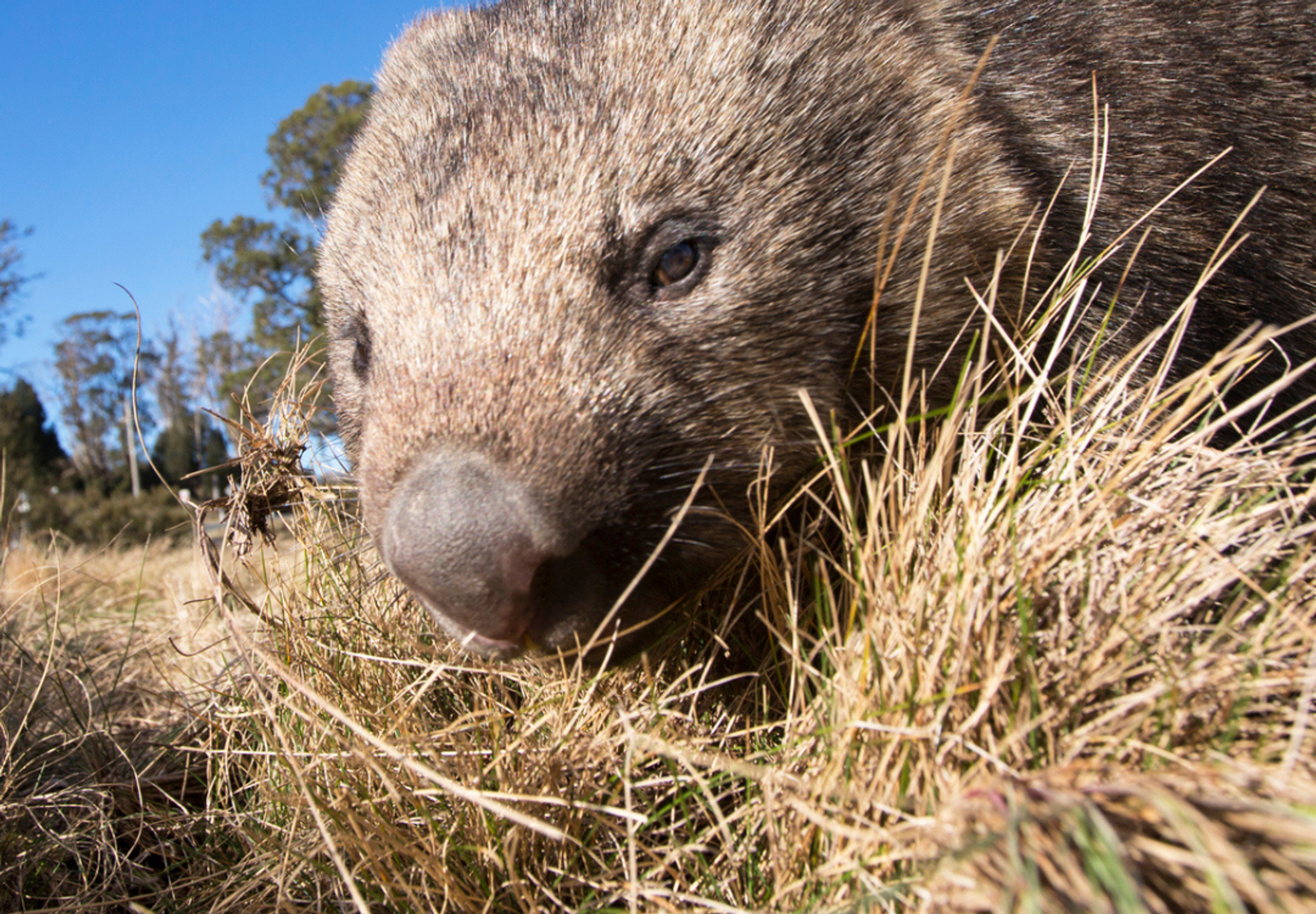 Southern nosed hairy wombat