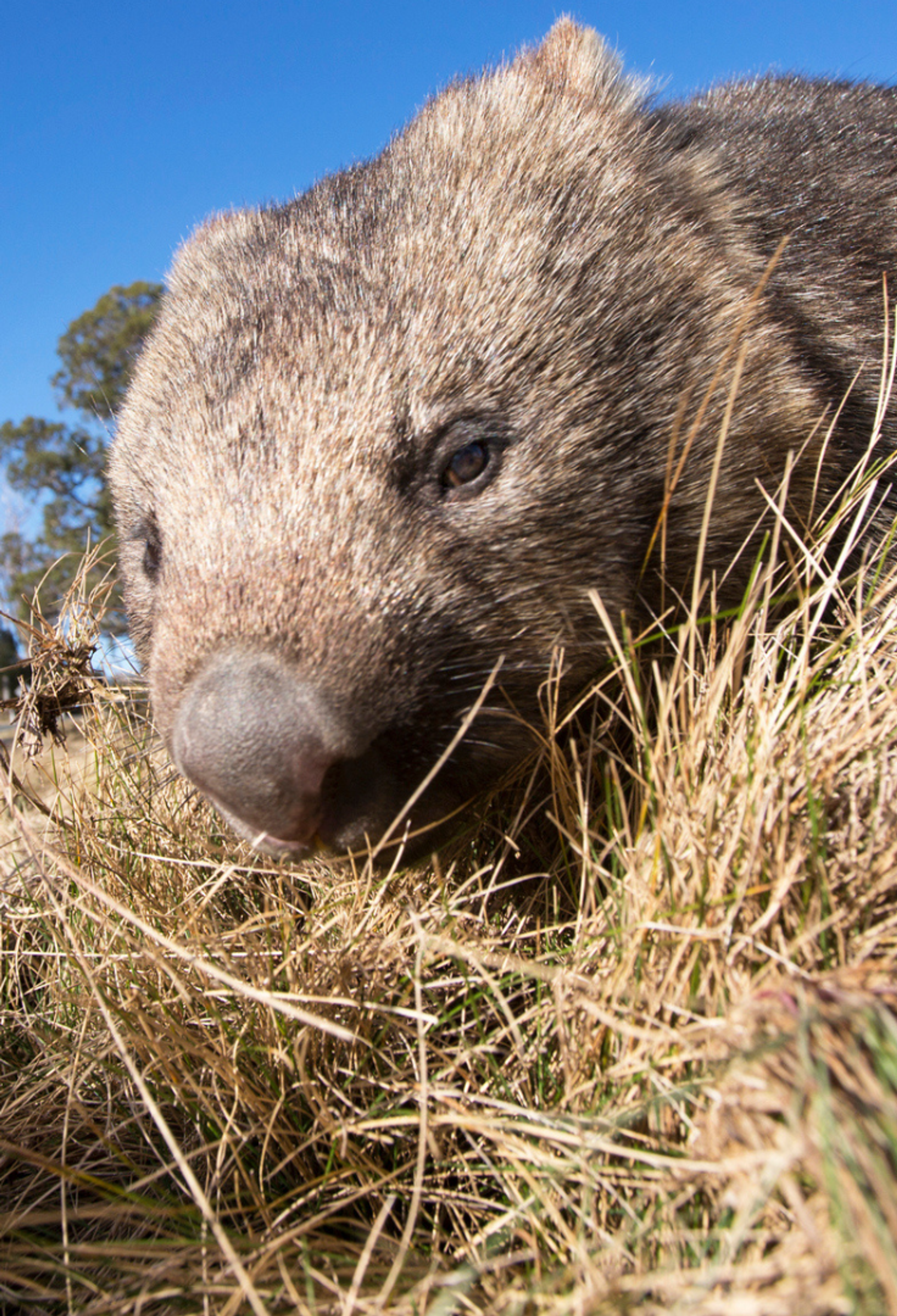 Southern nosed hairy wombat