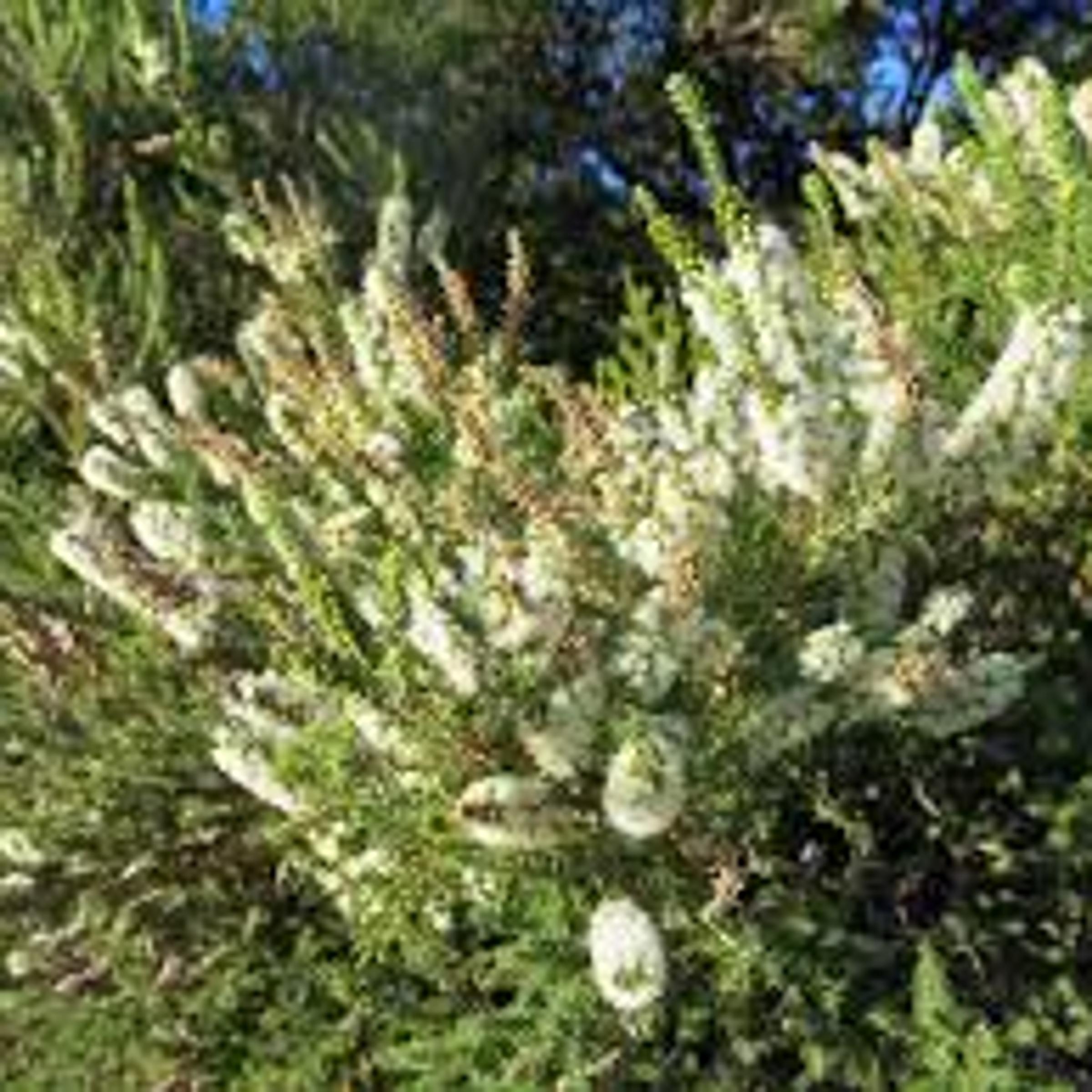 Dryland Tea-tree