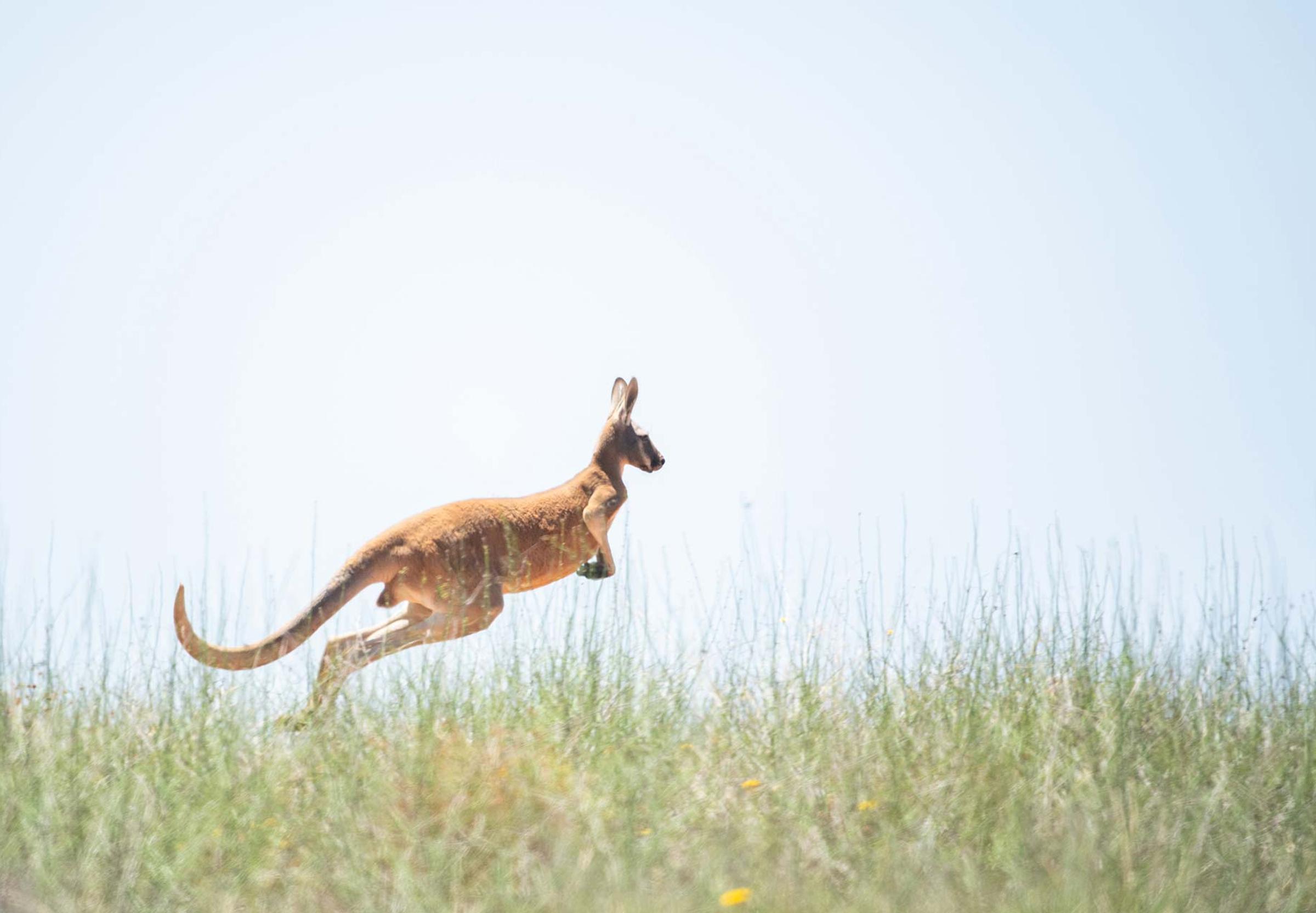 Kangaroo in outback