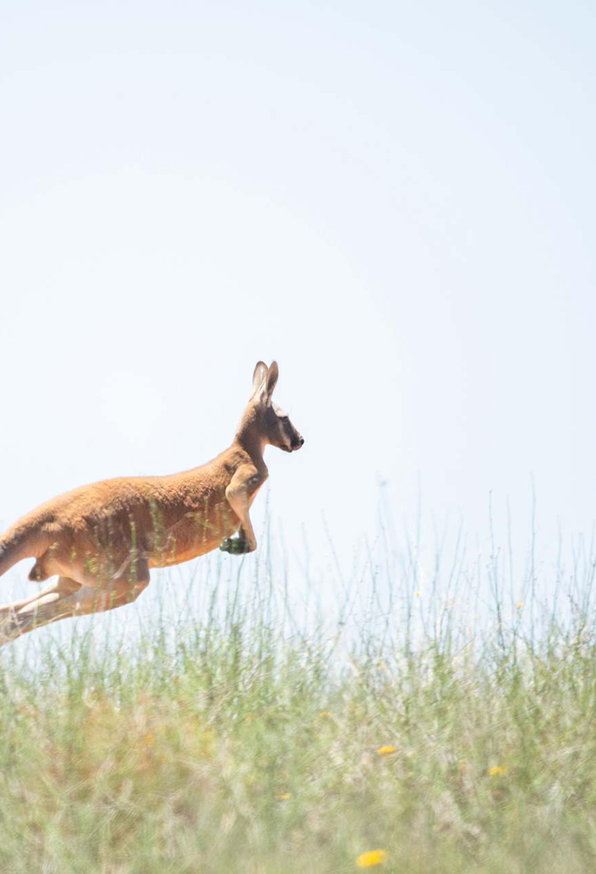 Kangaroo in outback