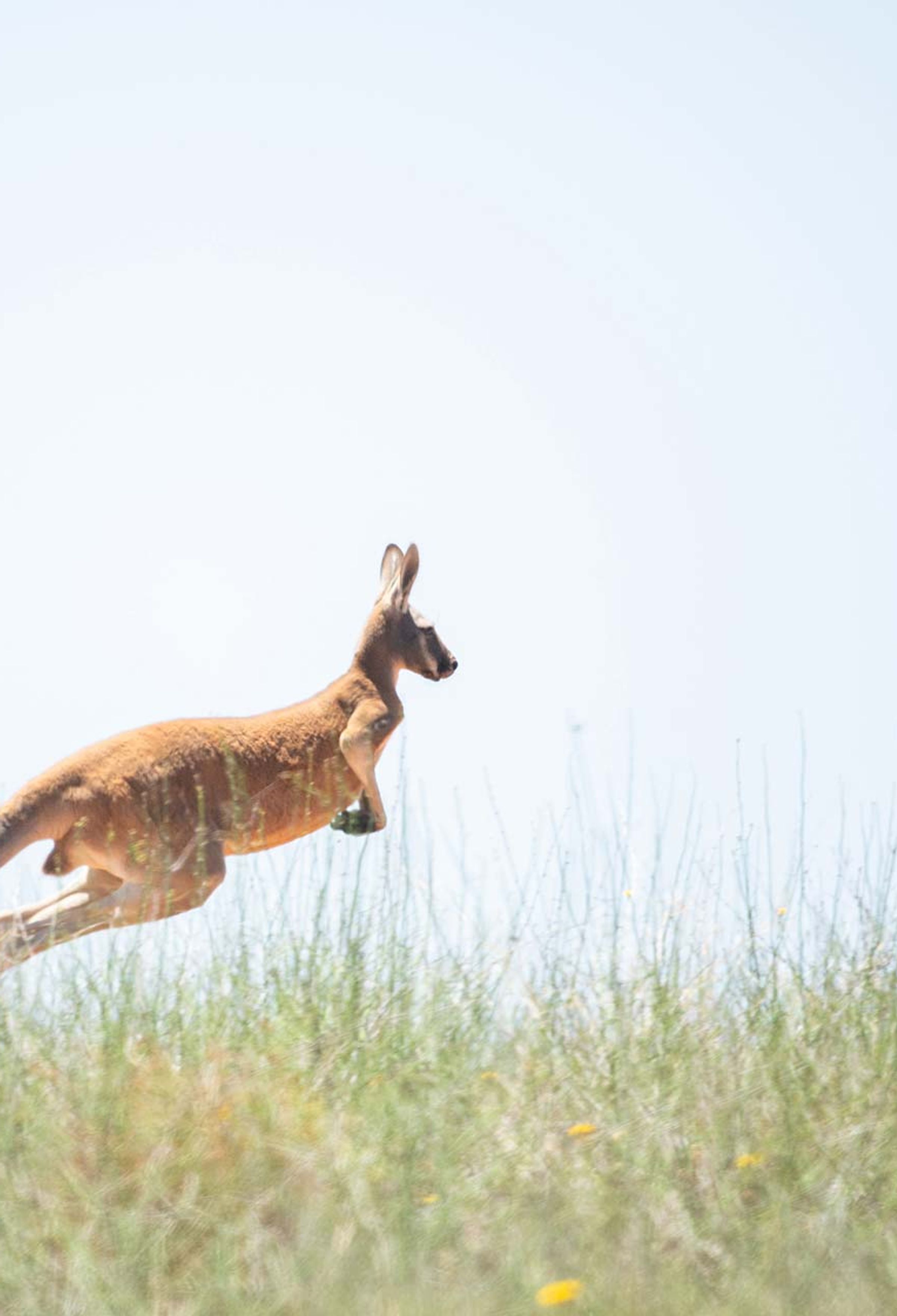 Kangaroo in outback