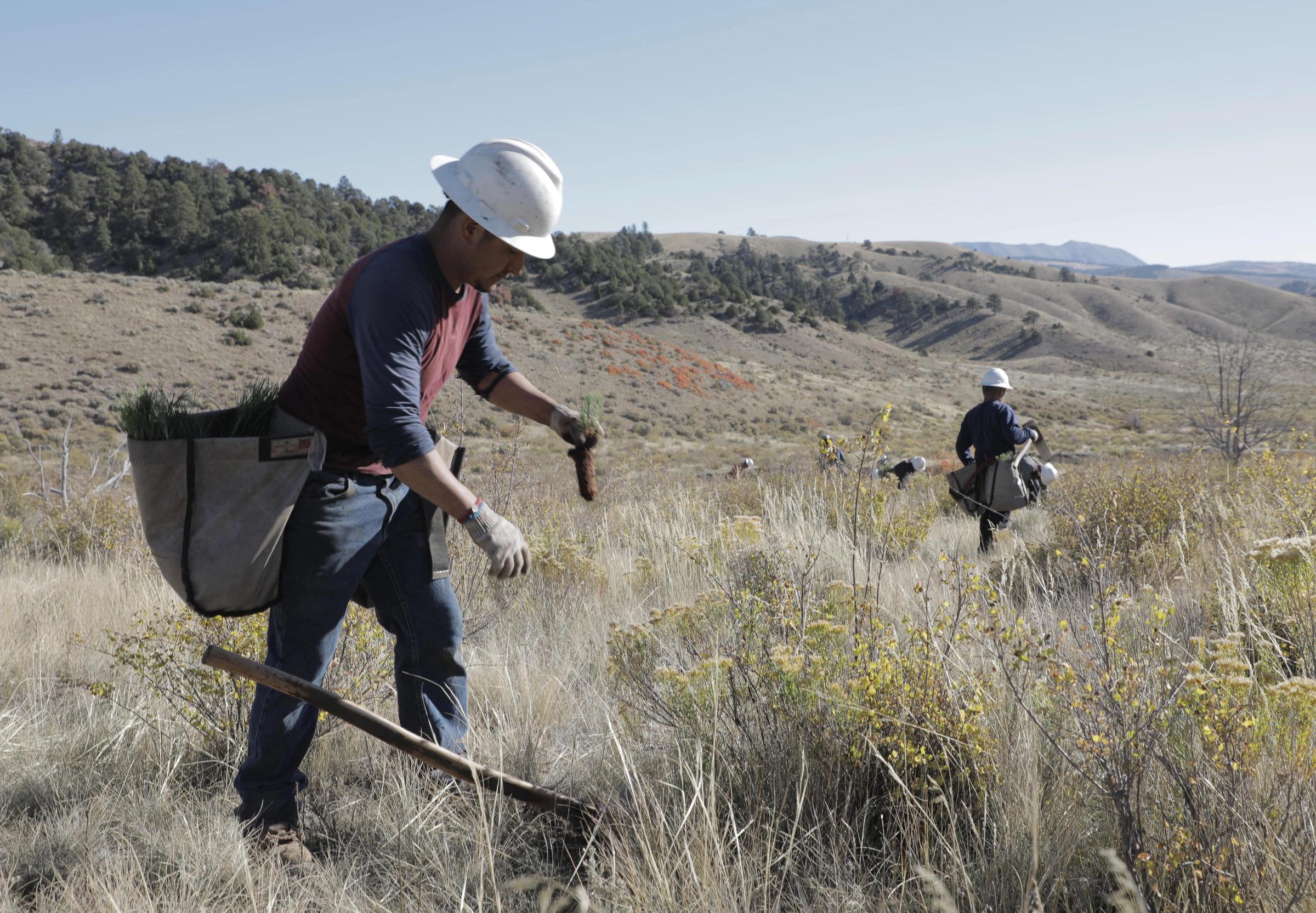 Man planting seedling on reforestation site