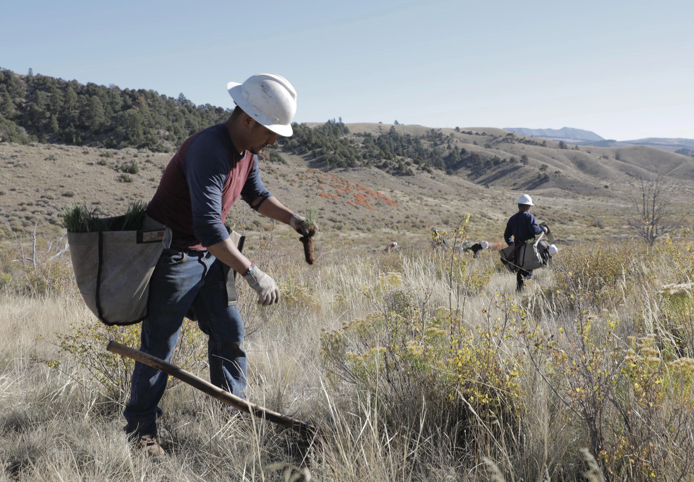 Man planting seedling on reforestation site
