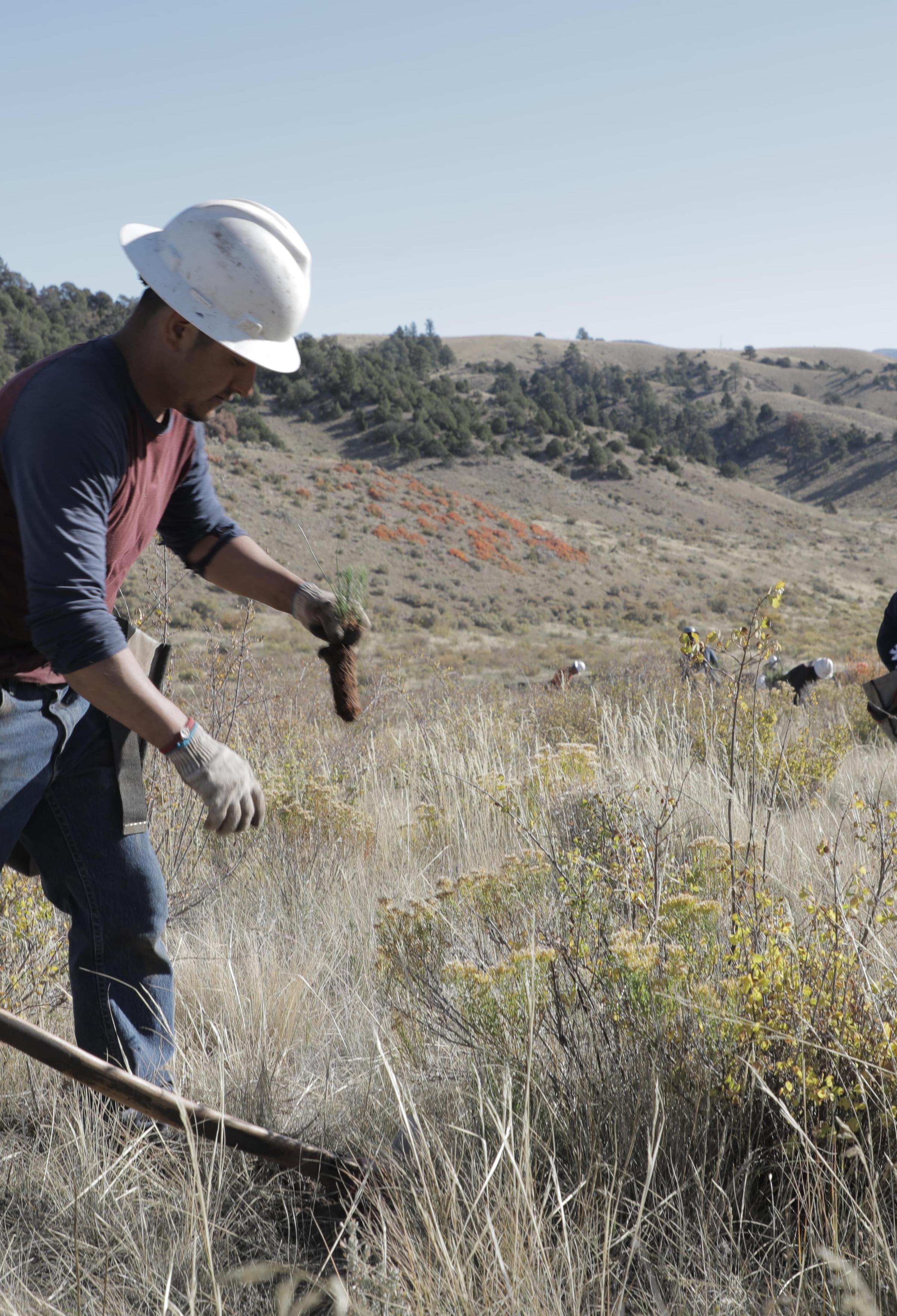 Man planting seedling on reforestation site