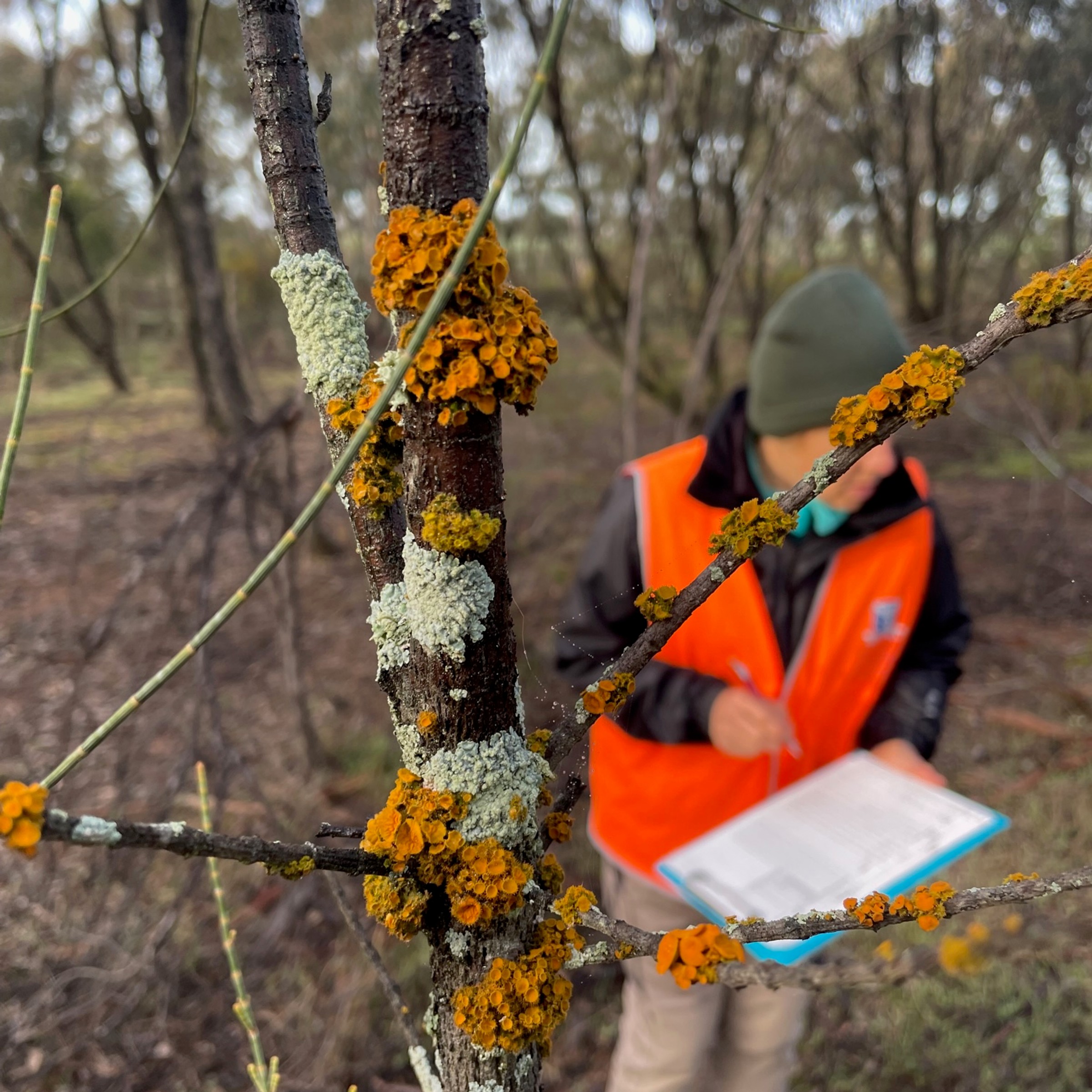 Scientist in forest with clipboard doing fieldwork