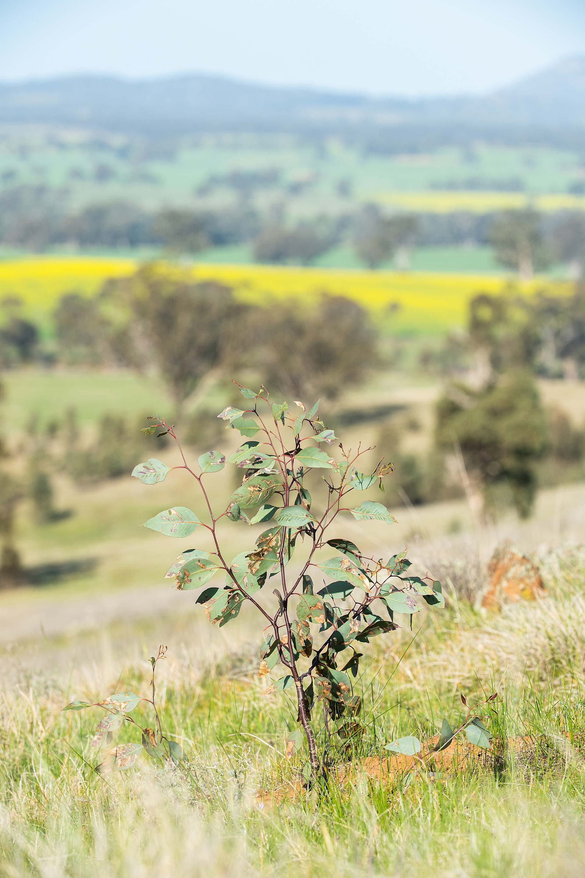 small eucalyptus plant