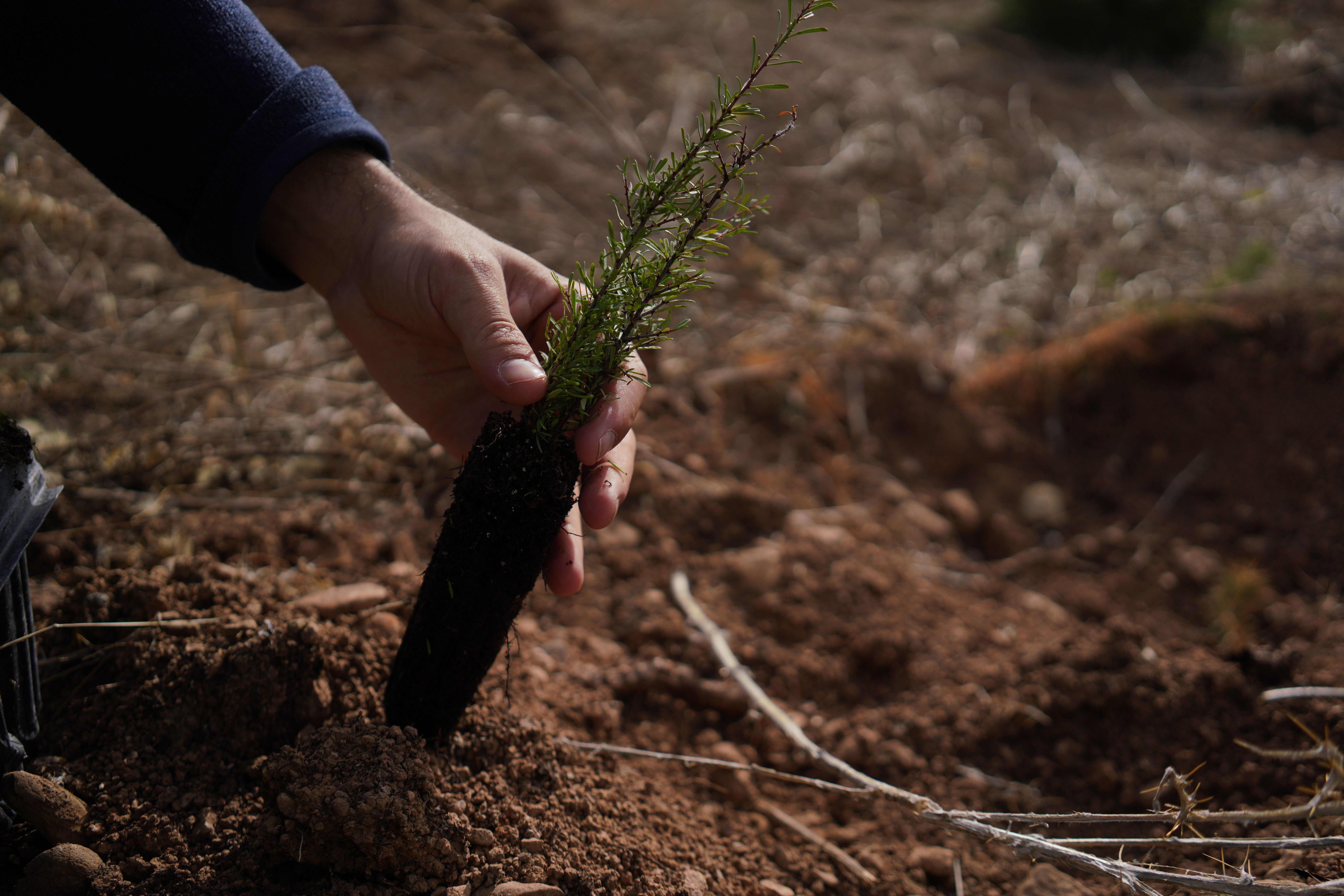 TUI Forest Navarra Holistic environmental restoration