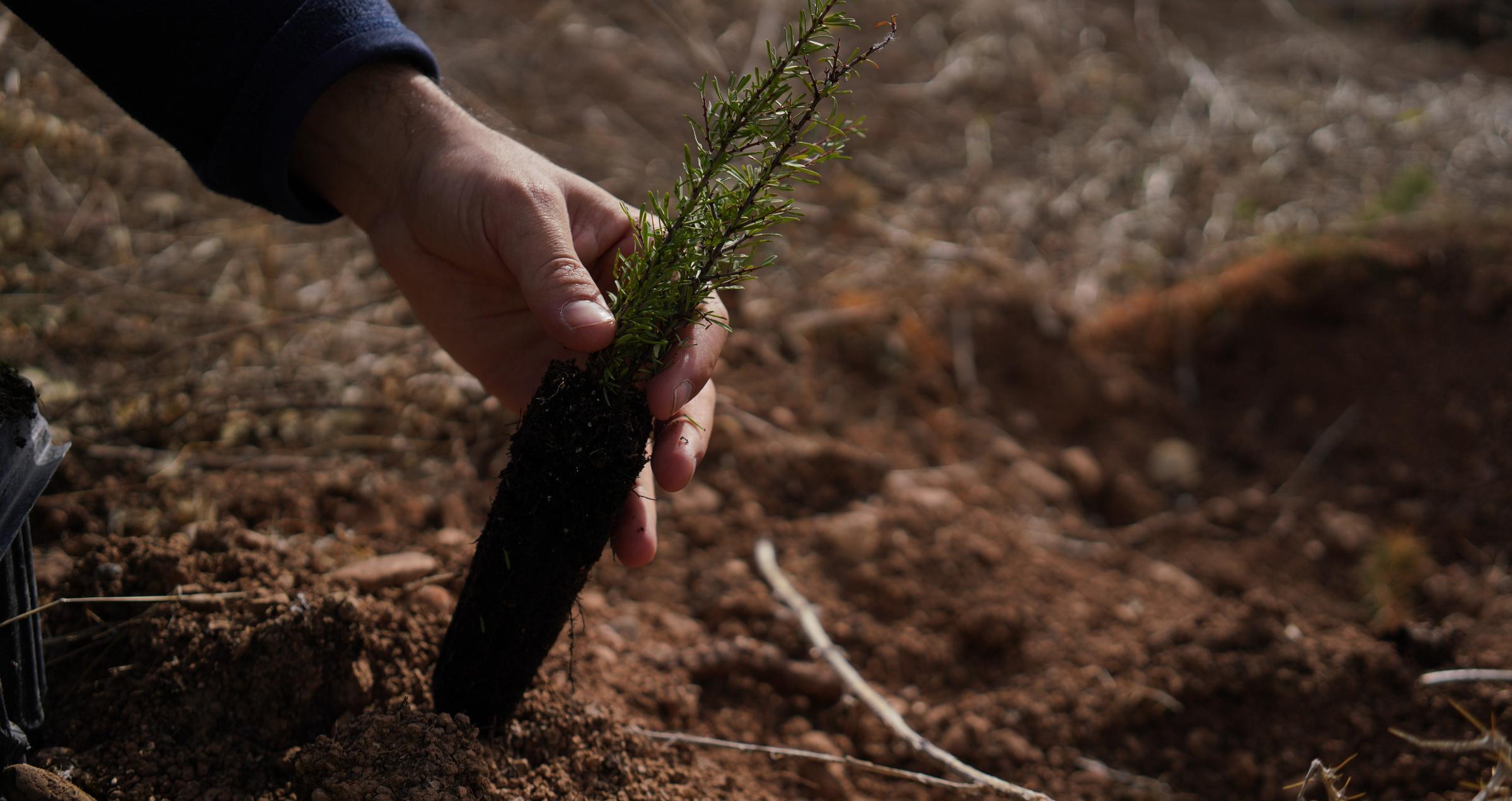 TUI Forest Navarra Holistic environmental restoration