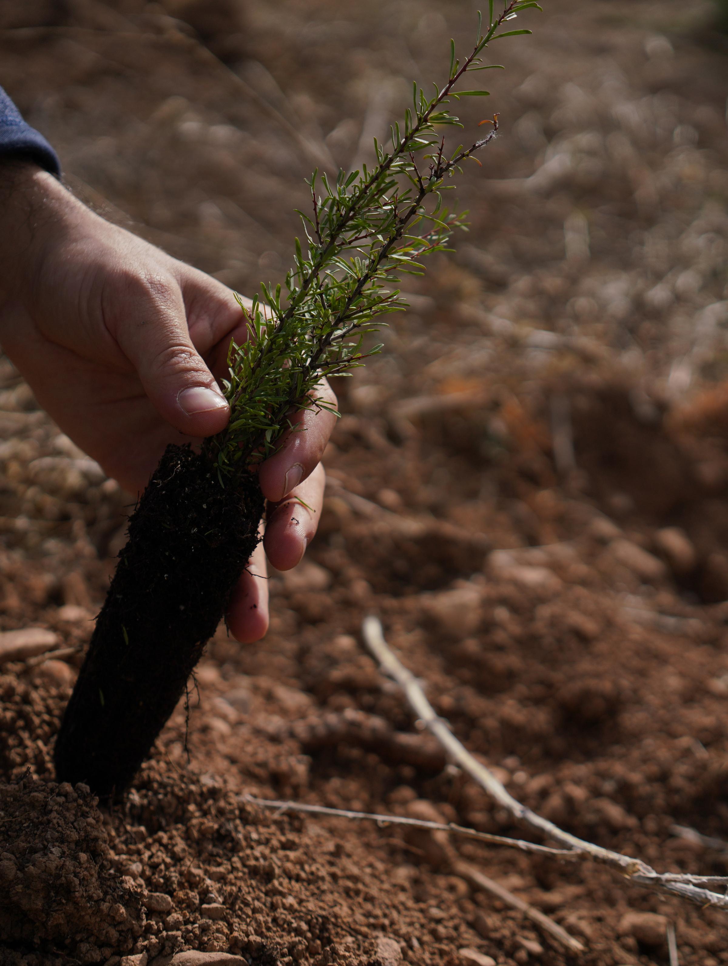 TUI Forest Navarra Holistic environmental restoration