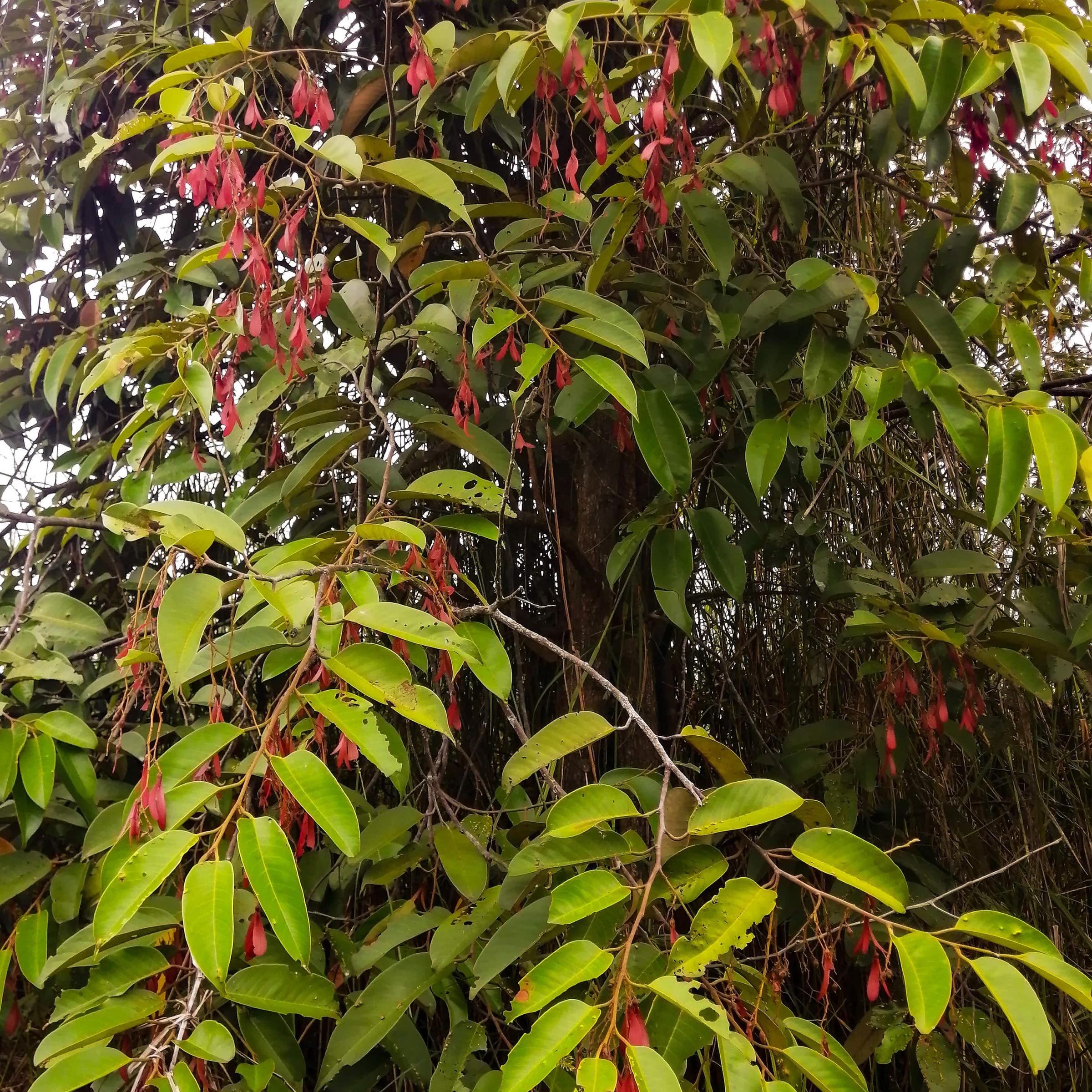 Golden Wattle
