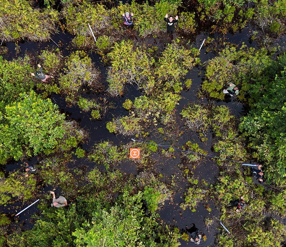 Measuring monitoring plots in Borneo