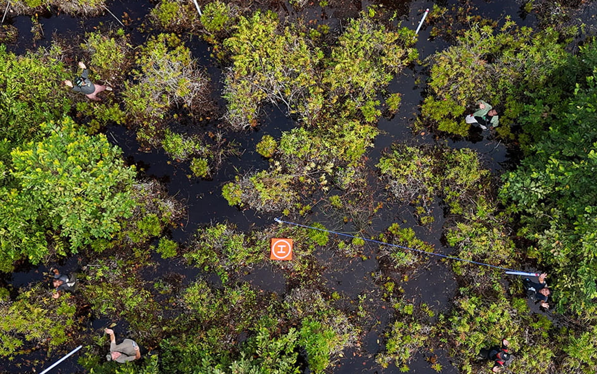 Measuring monitoring plots in Borneo