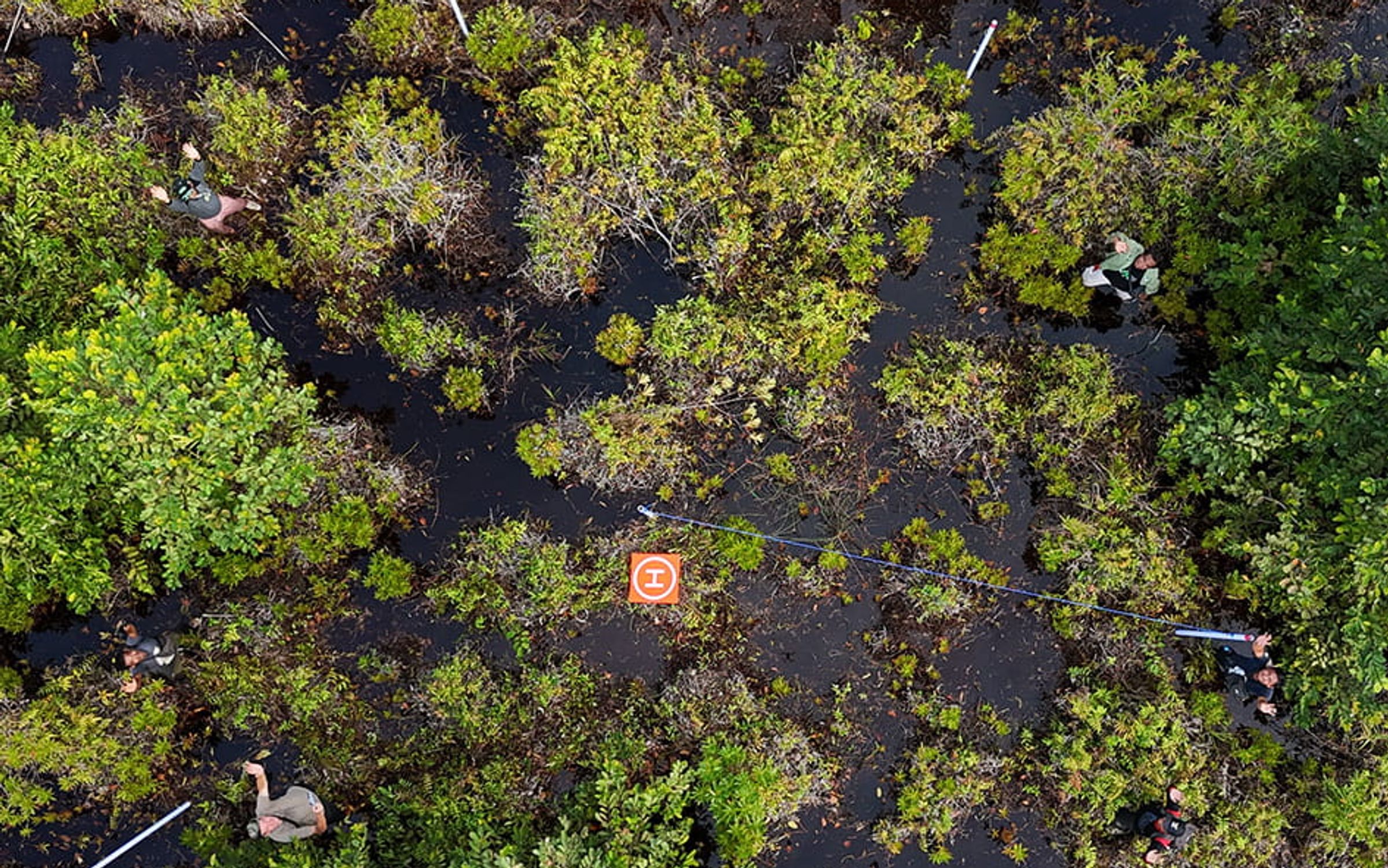Measuring monitoring plots in Borneo