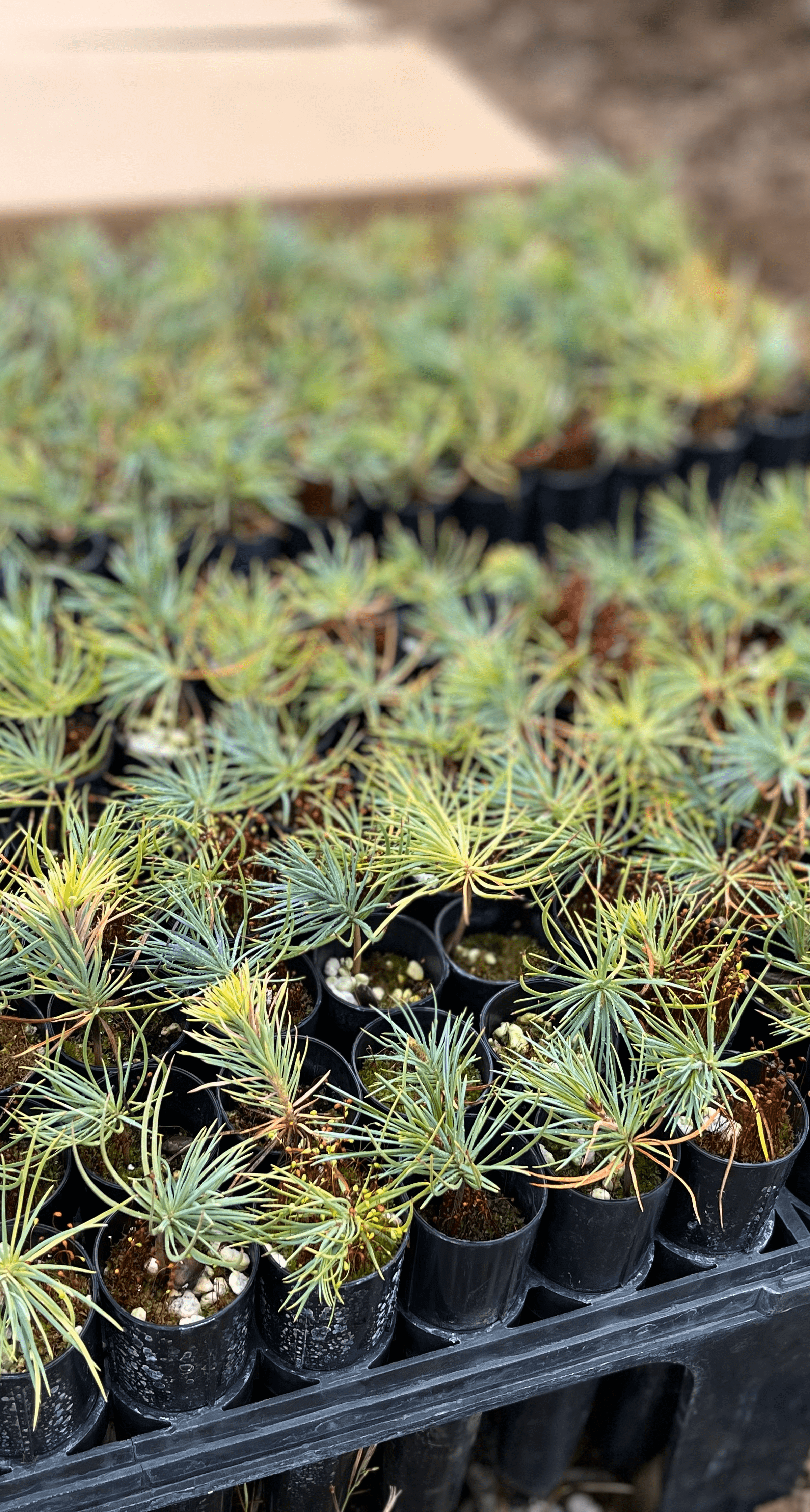 tray of seedlings