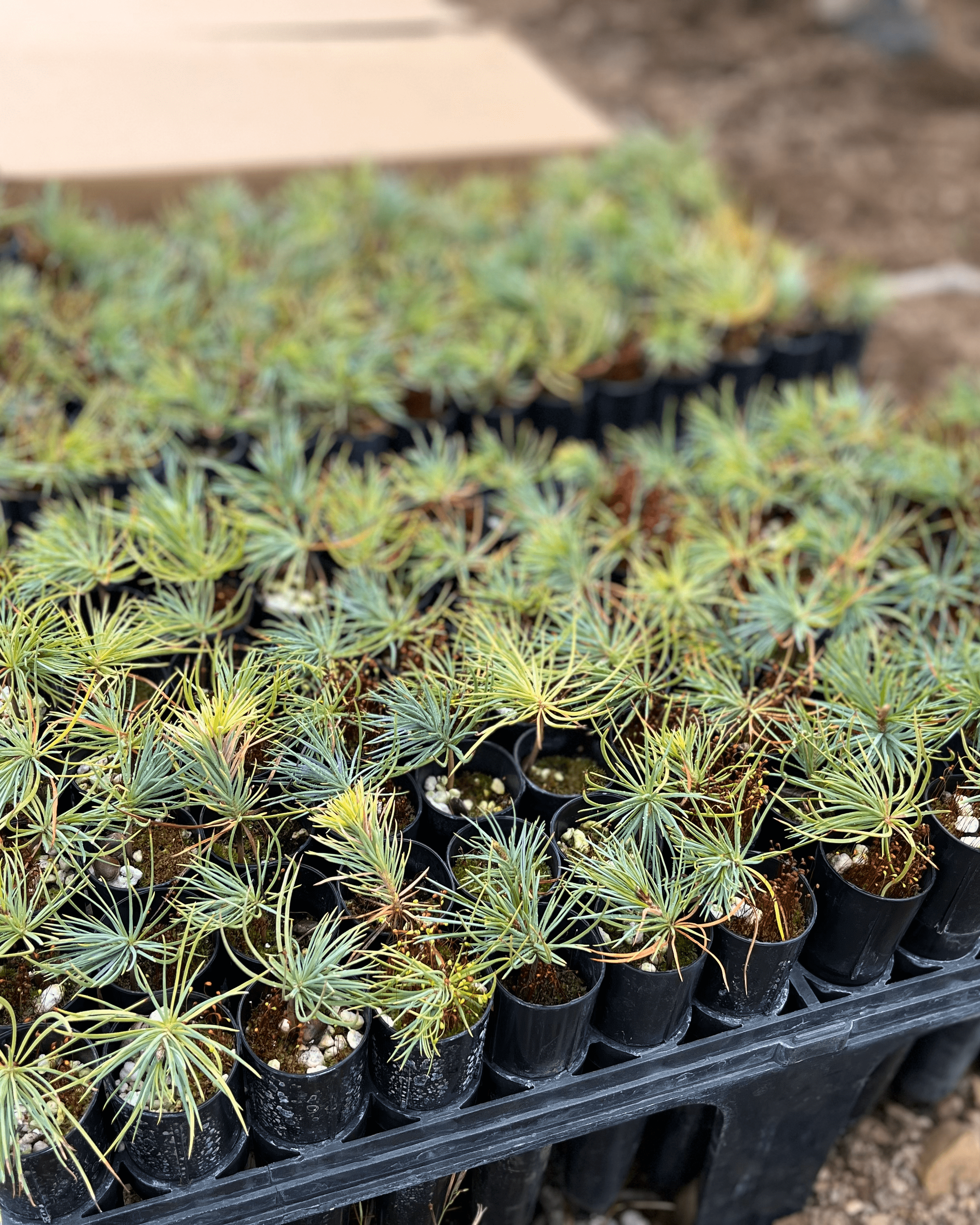 tray of seedlings