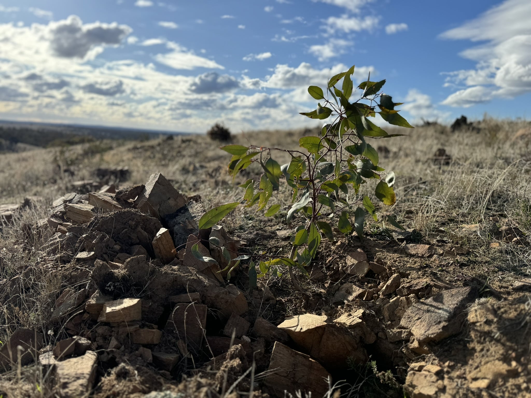 reforestation of degraded land at Stuarts Mill Australia