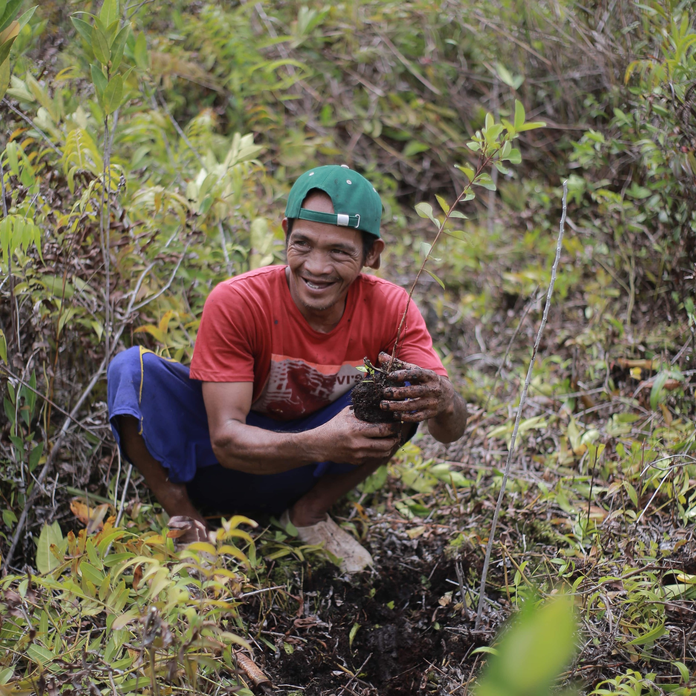 Indonesian man planting trees