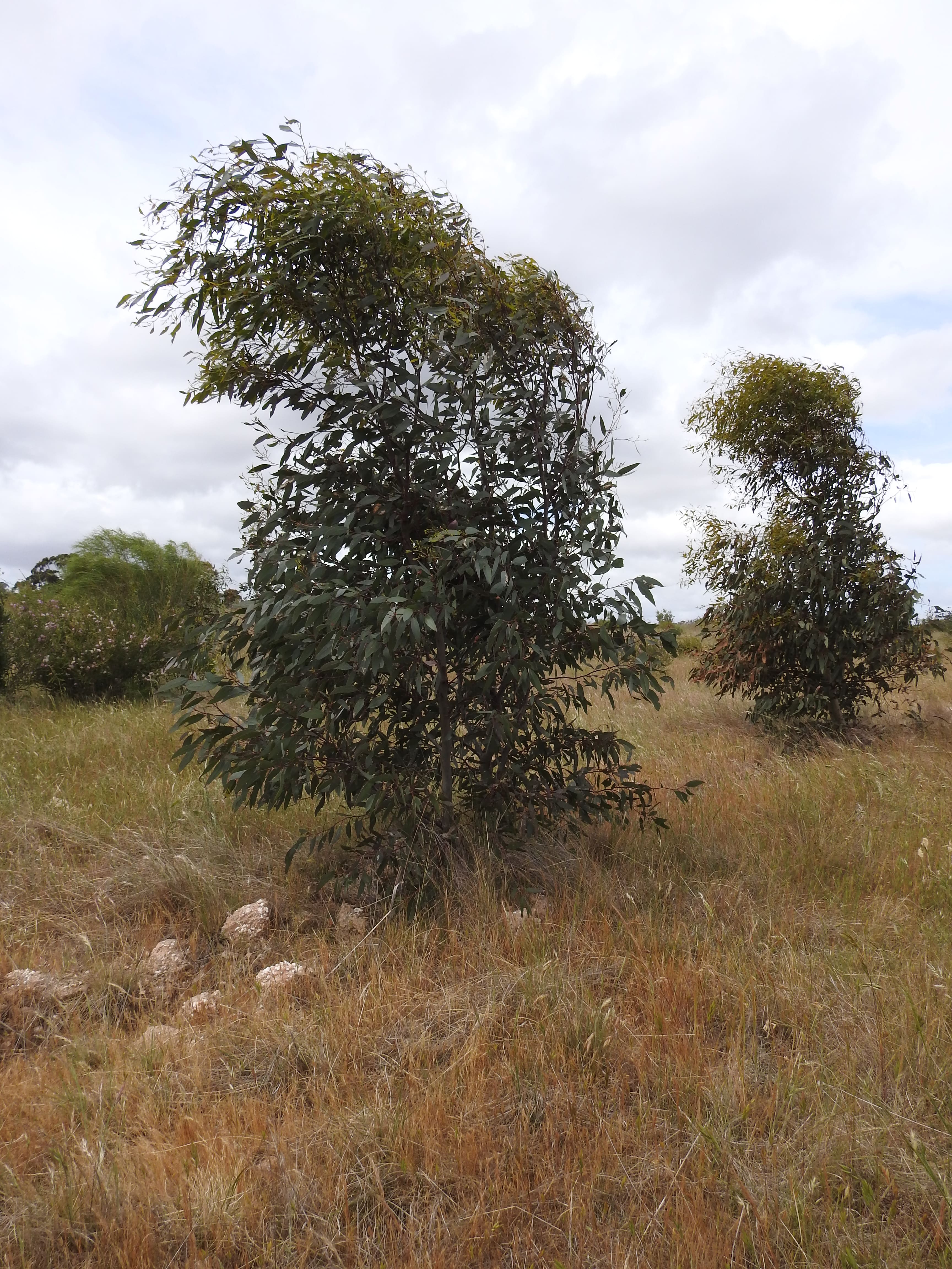 Young eucalyptus tree growth