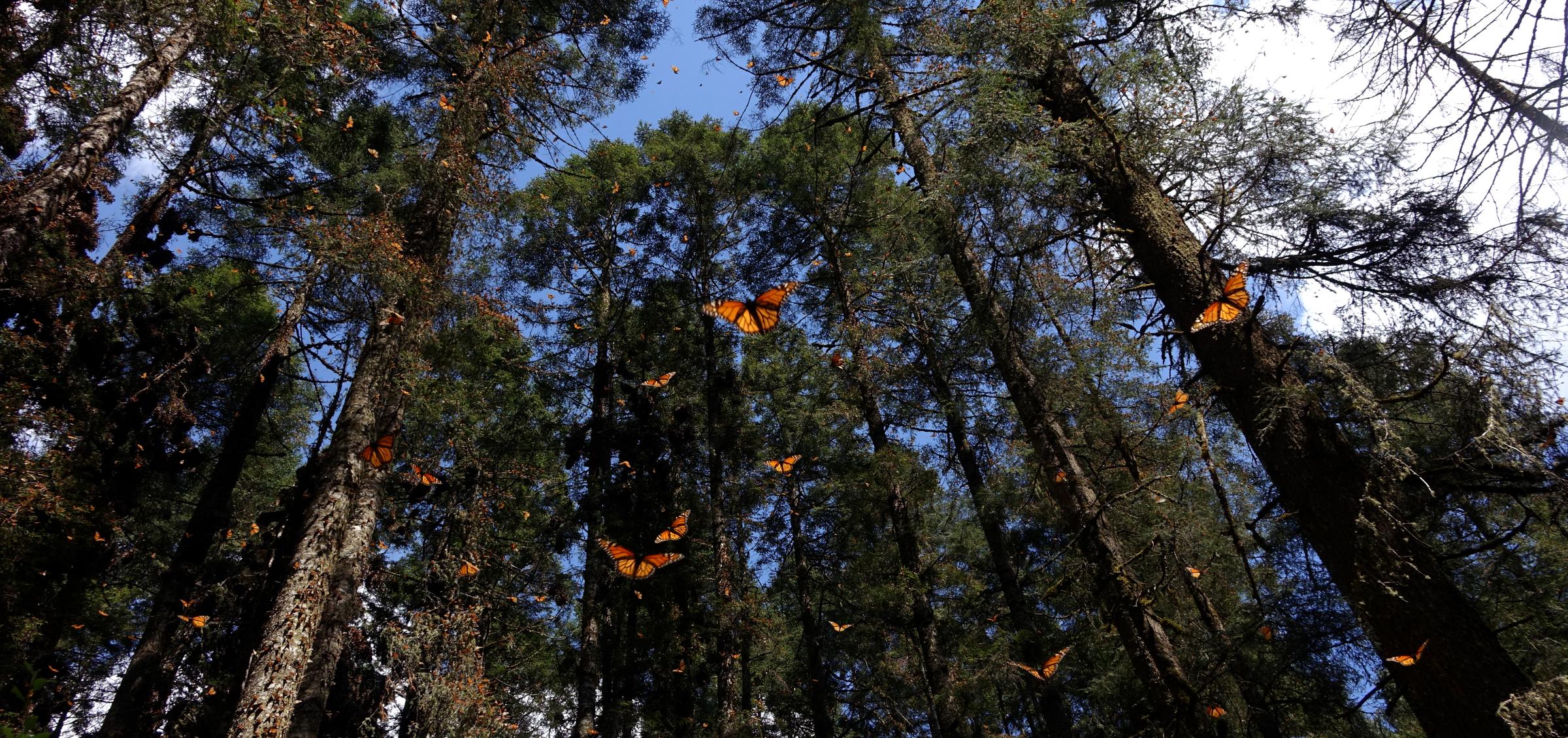 Restoring the Monarch Butterfly Reserve Mexico
