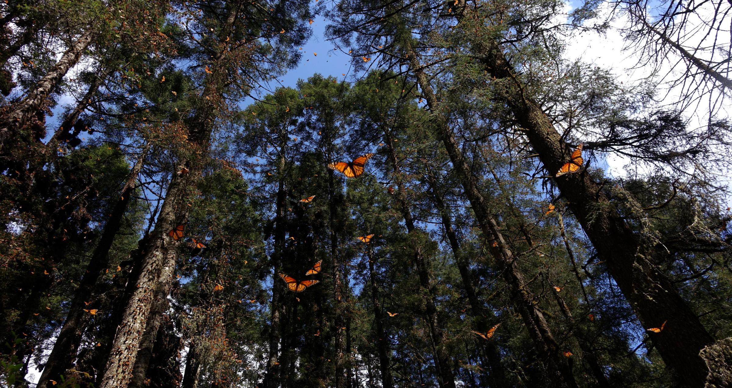 Restauramos la Reserva de la Biosfera de la Mariposa Monarca en México
