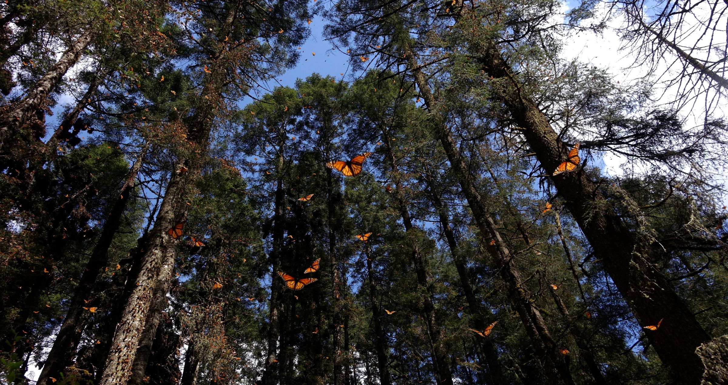 Restoring the Monarch Butterfly Reserve Mexico