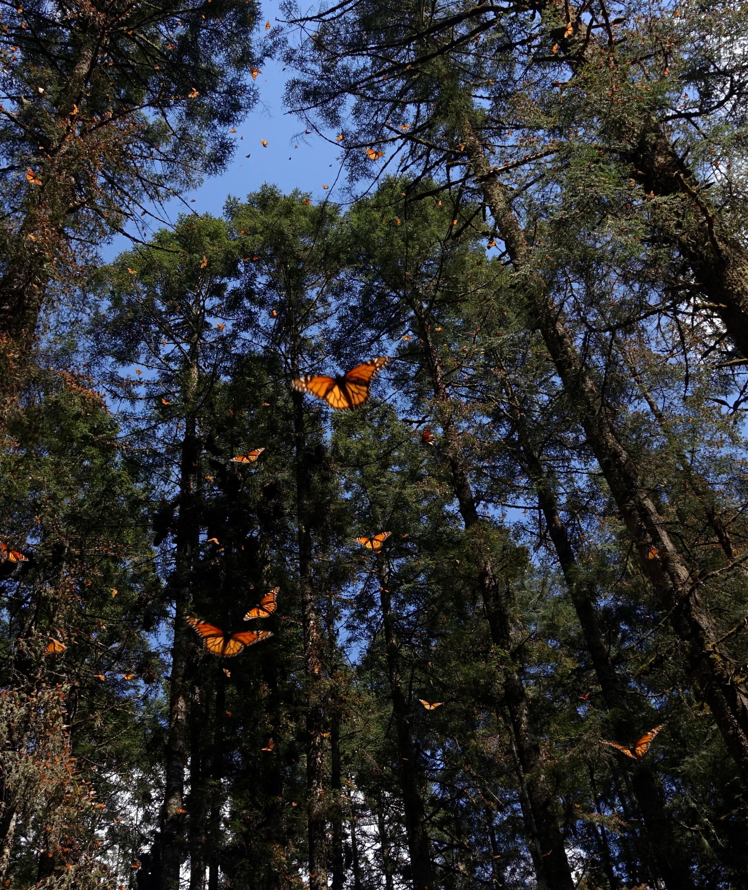 Restoring the Monarch Butterfly Reserve Mexico