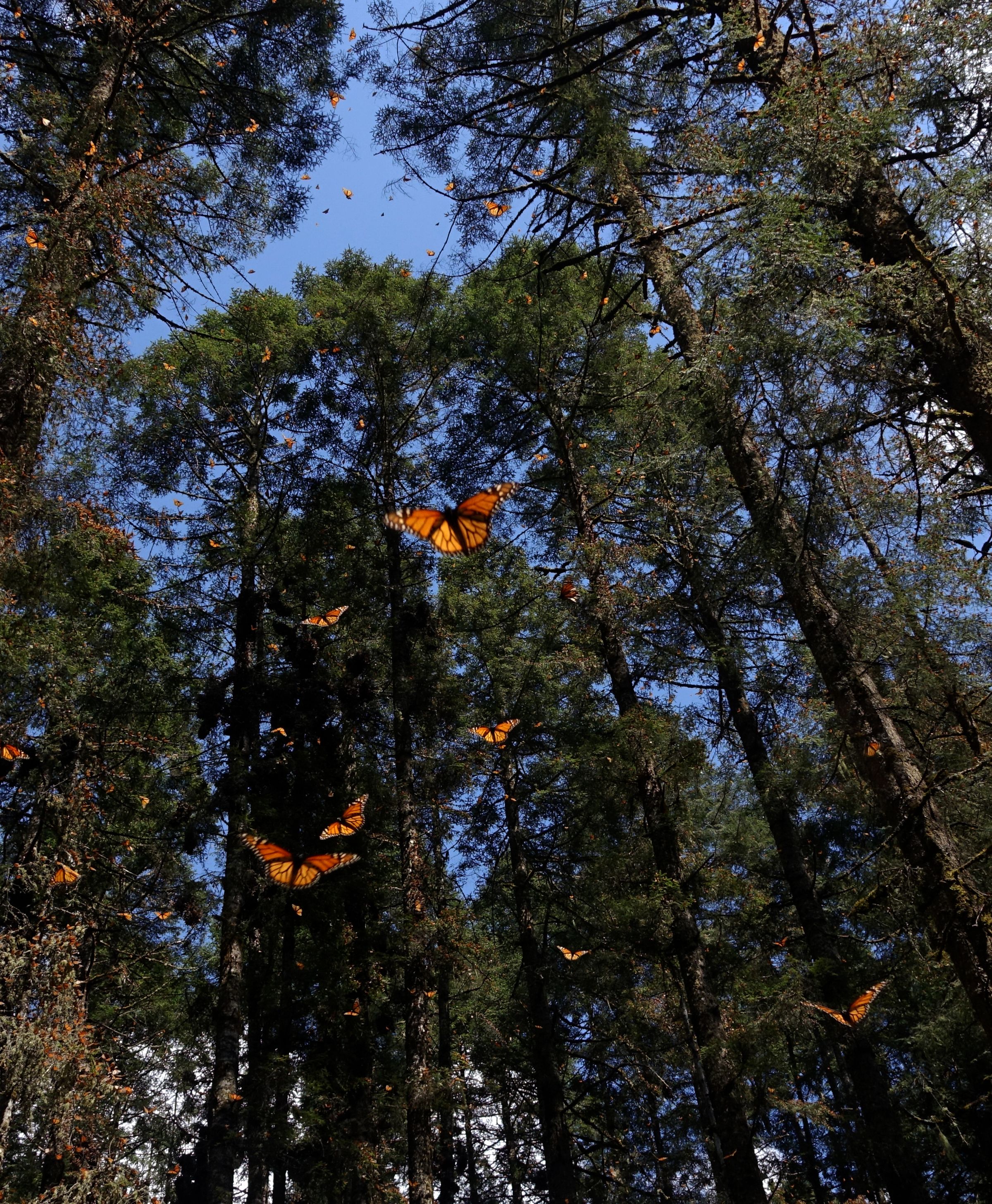butterfly