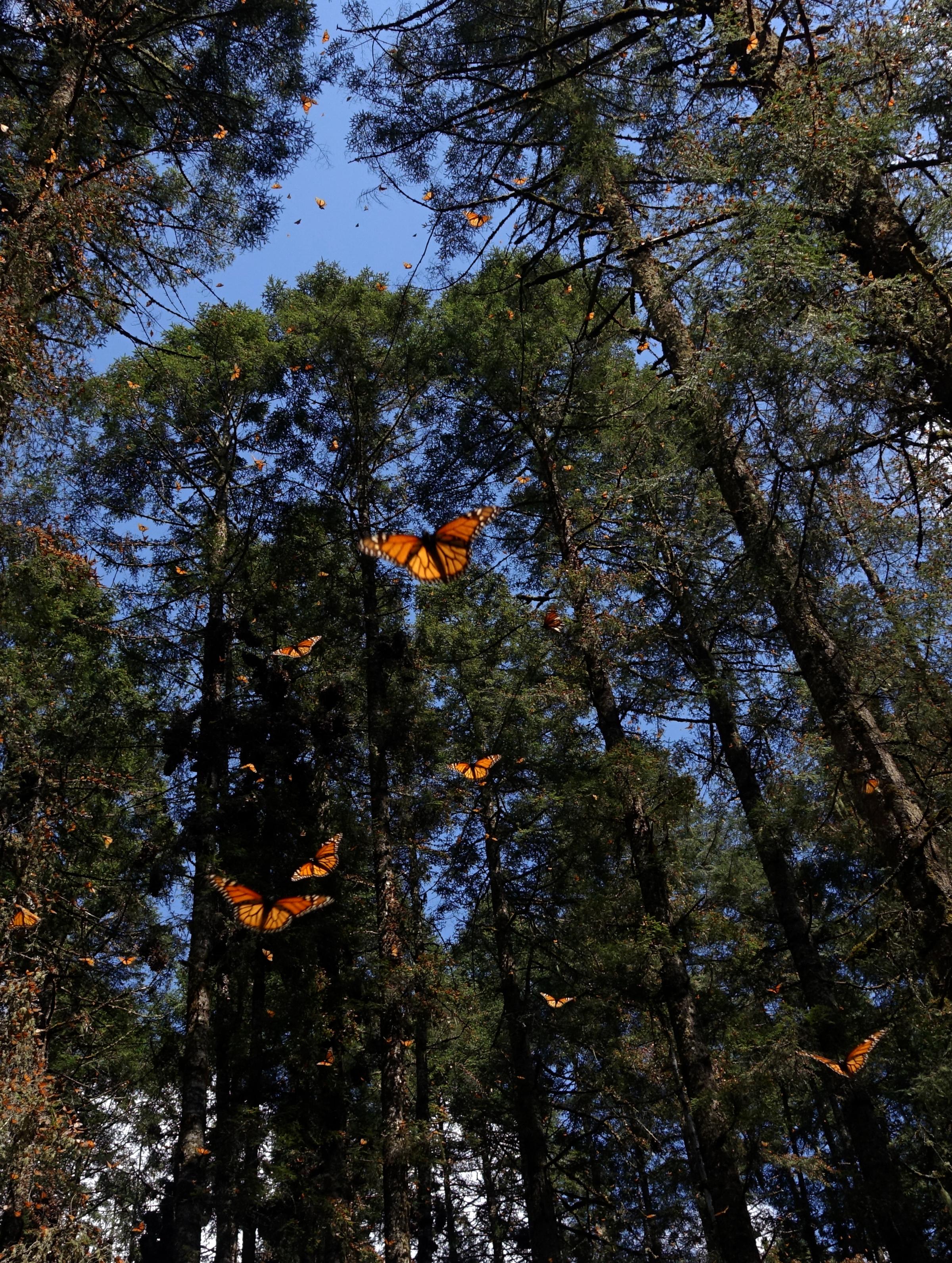 Restoring the Monarch Butterfly Reserve Mexico
