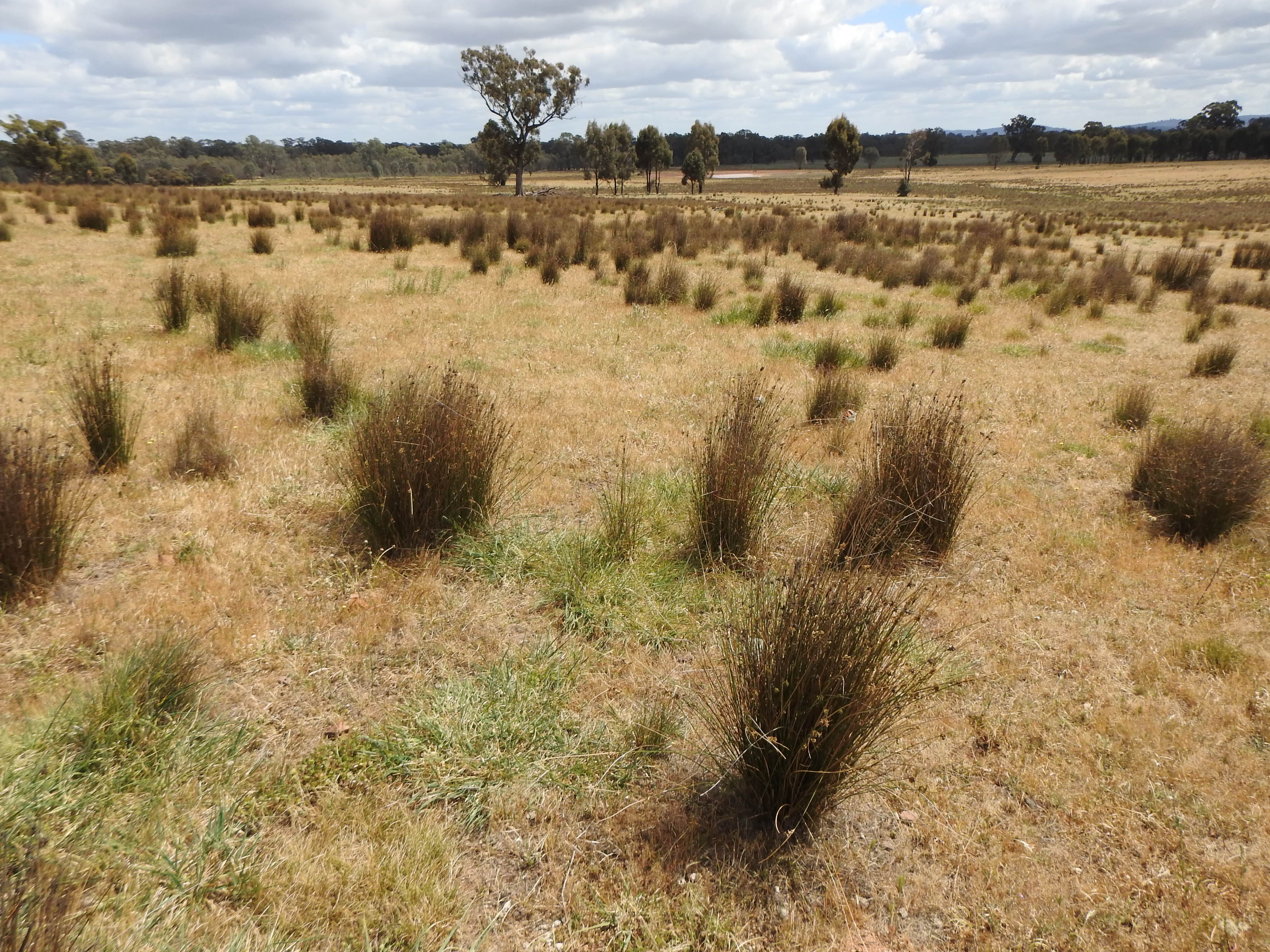 degraded landscape australia