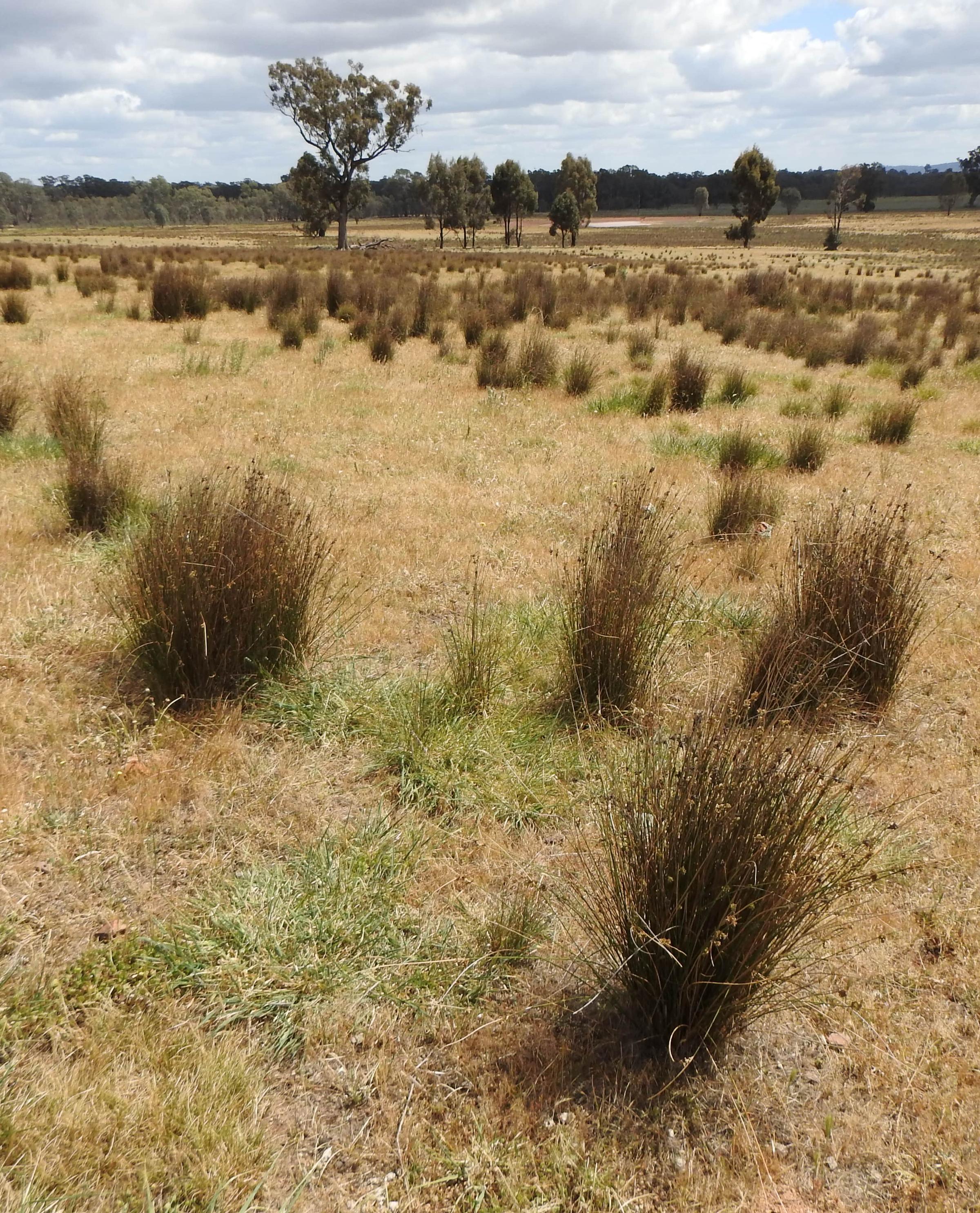 degraded landscape australia