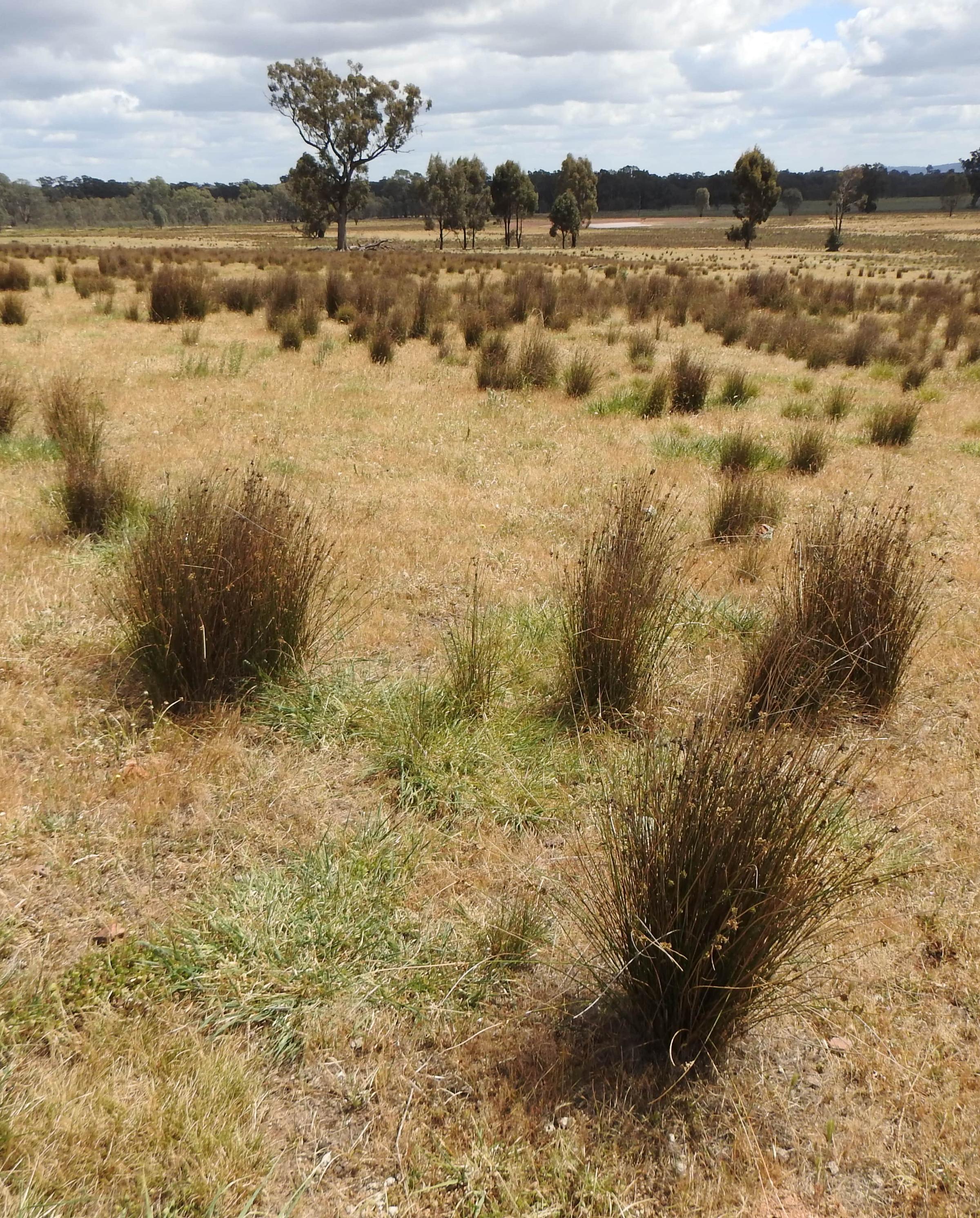 degraded landscape australia