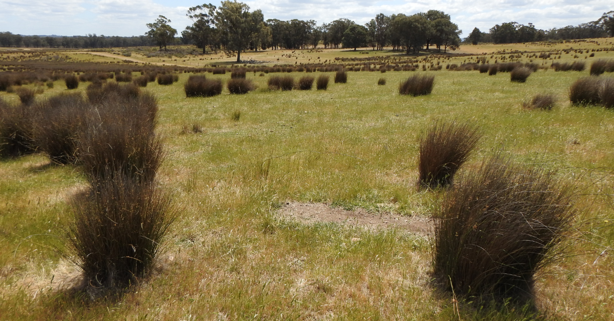 Upotipotpon restoration site